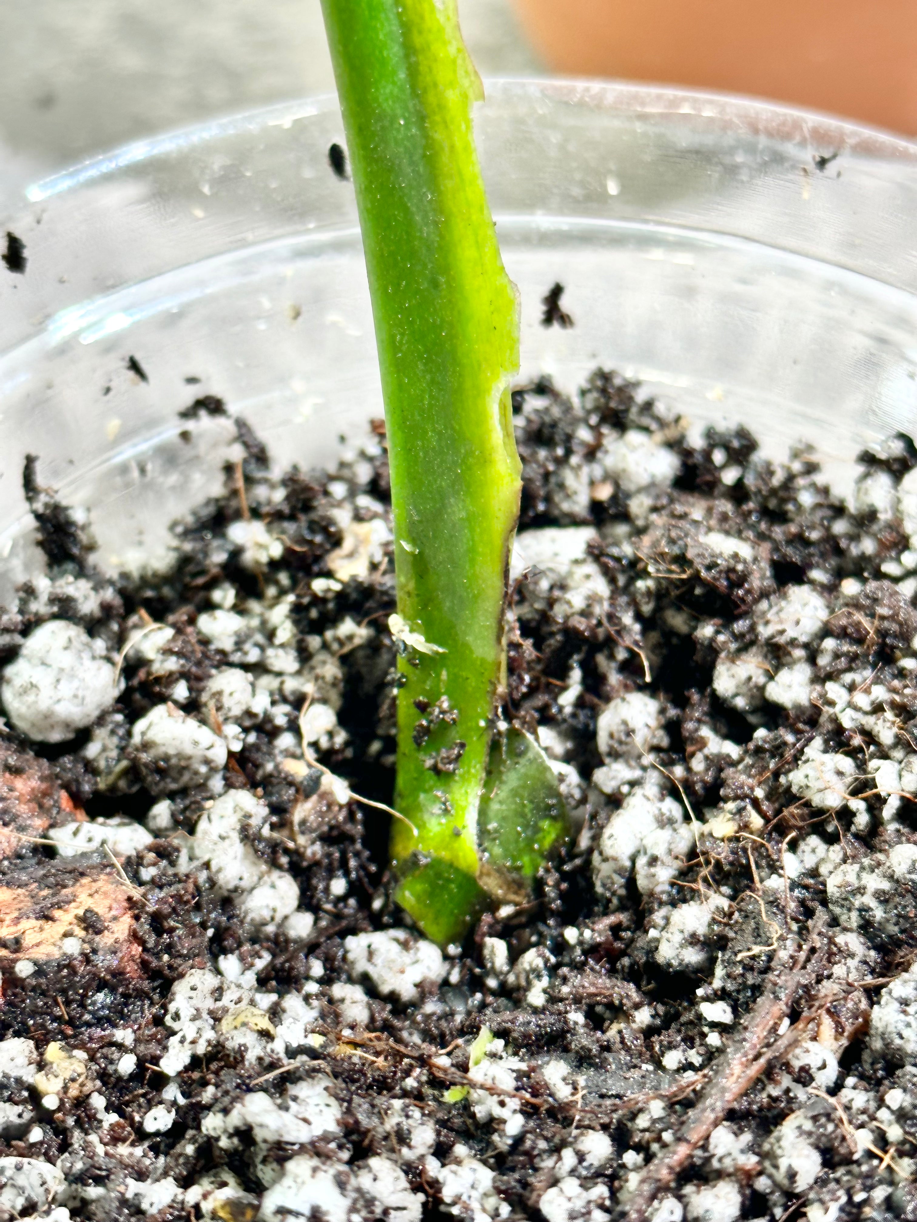 Monstera burle Marx Flame slightly rooted 1 leaf
