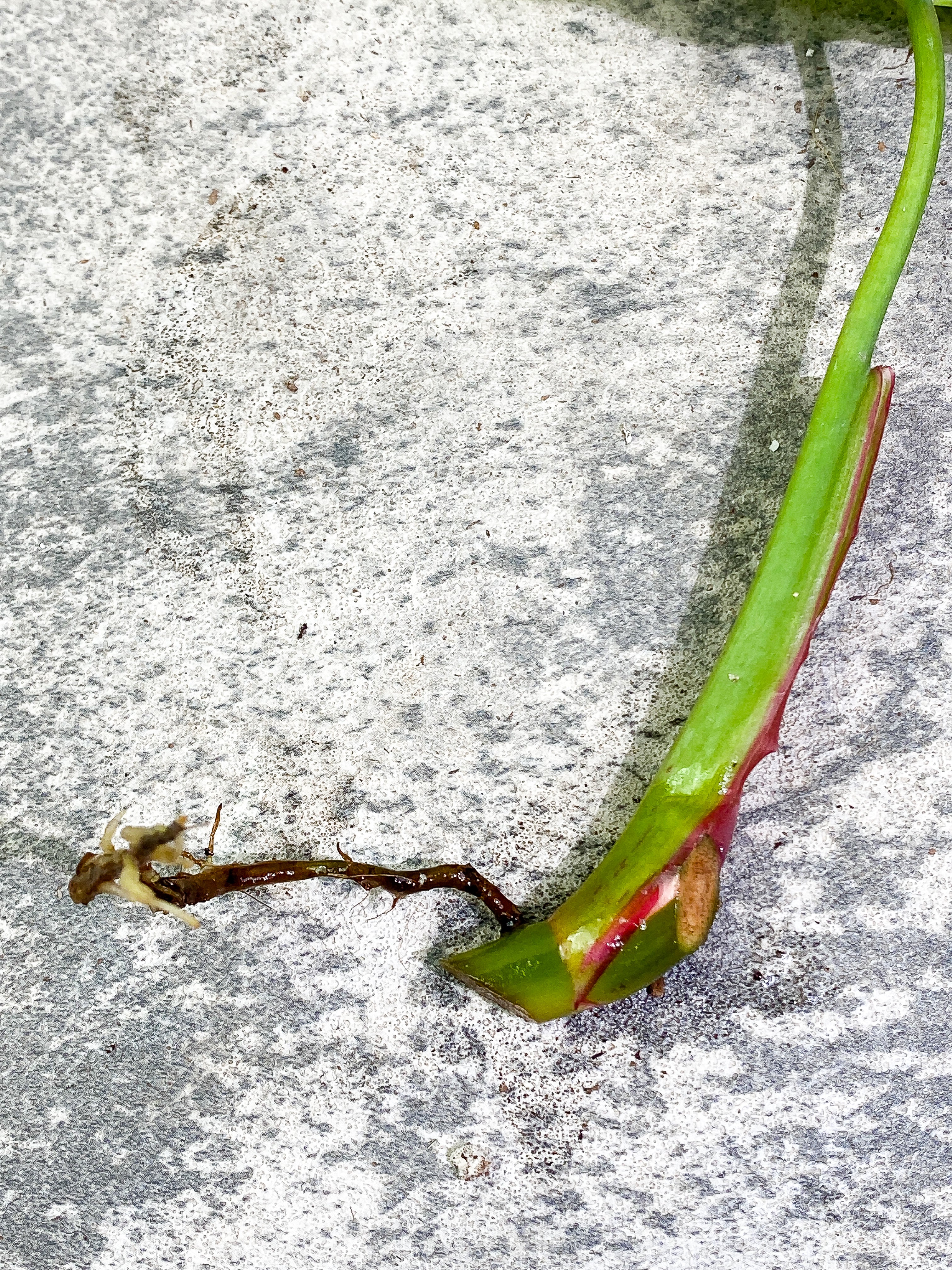 Philodendron White Princess 1 leaf Rooting