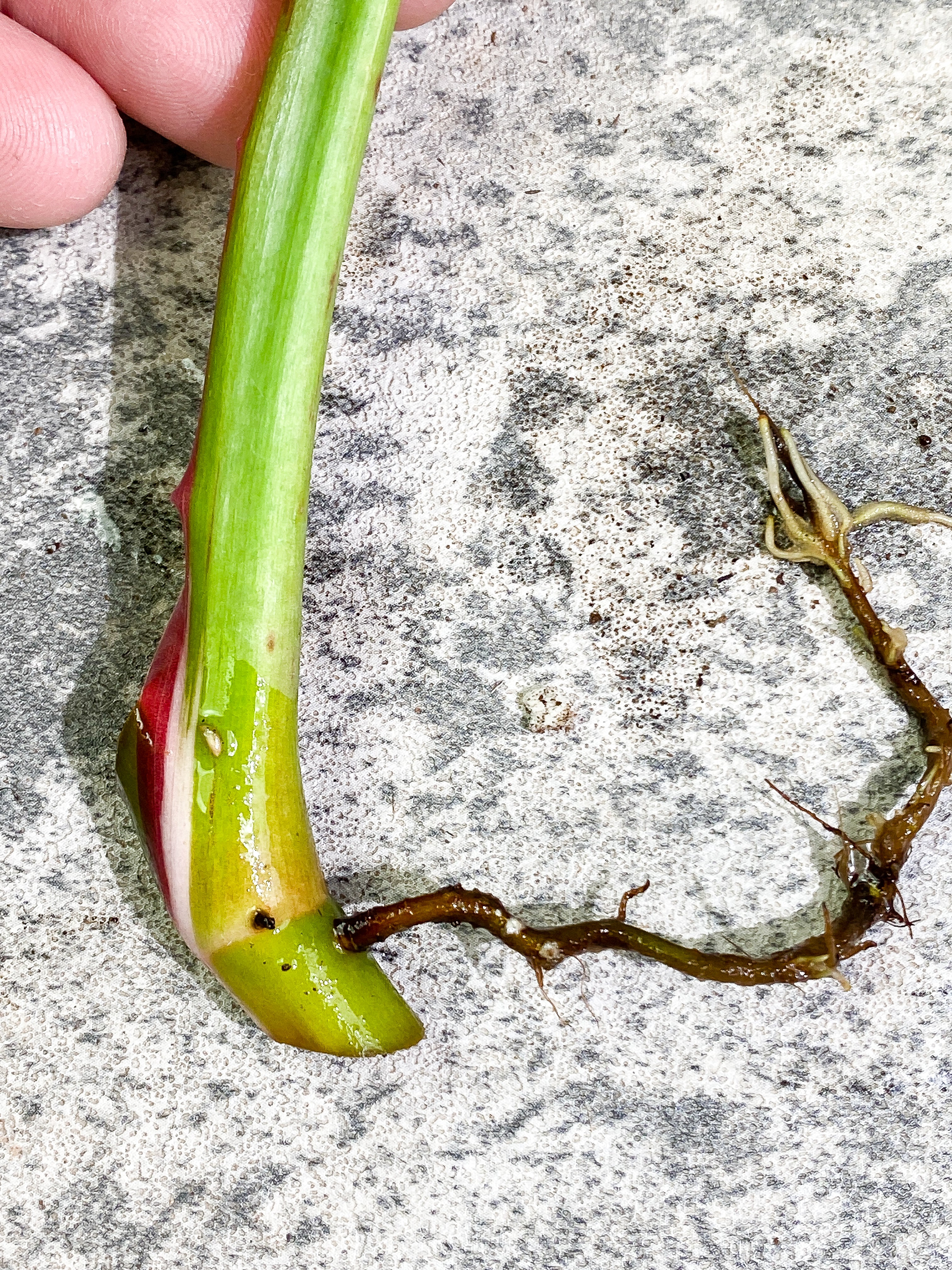 Philodendron White Princess 1 leaf Rooting