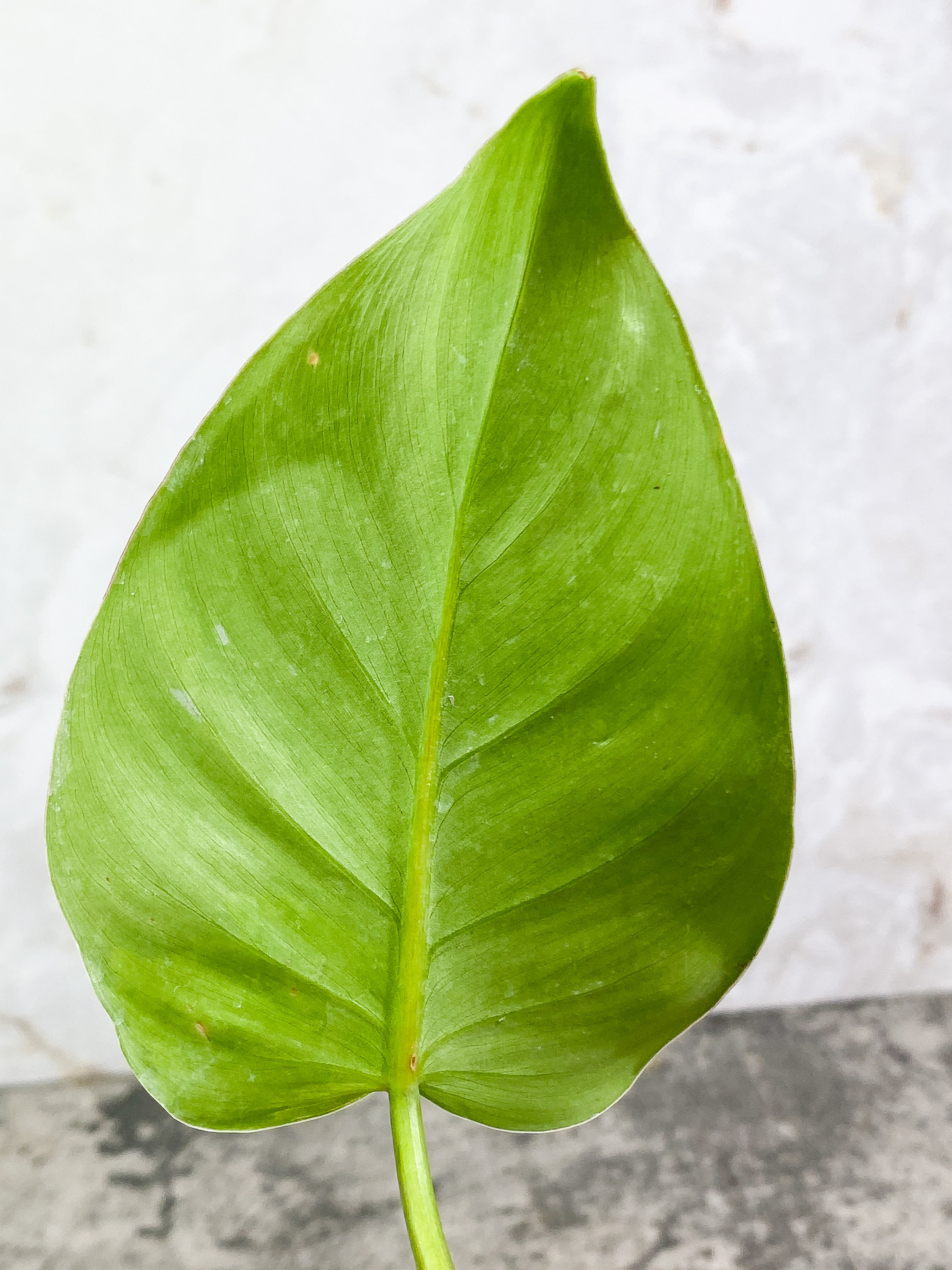 Philodendron White Princess 1 leaf Rooting