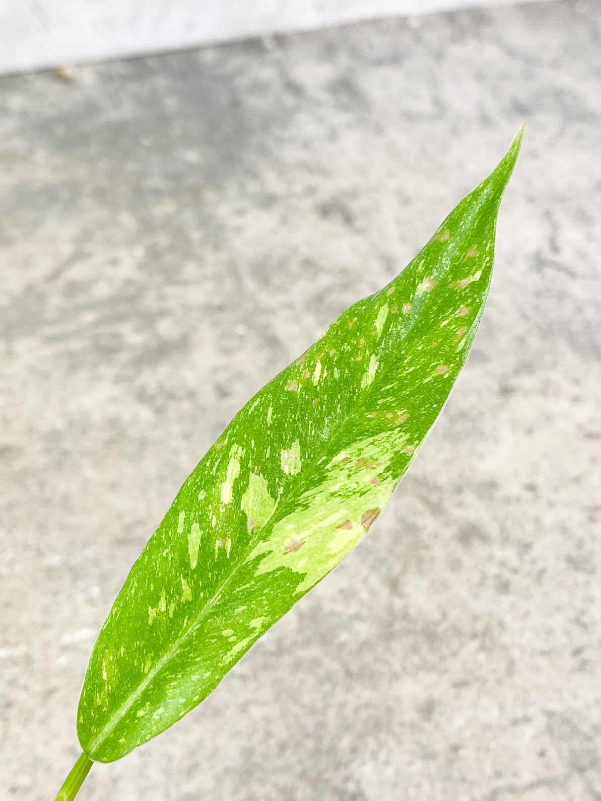 Philodendron Ring of Fire 4 leaves rooted