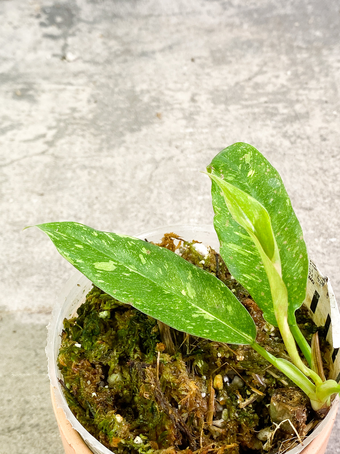 Philodendron Ring of Fire 4 leaves rooted