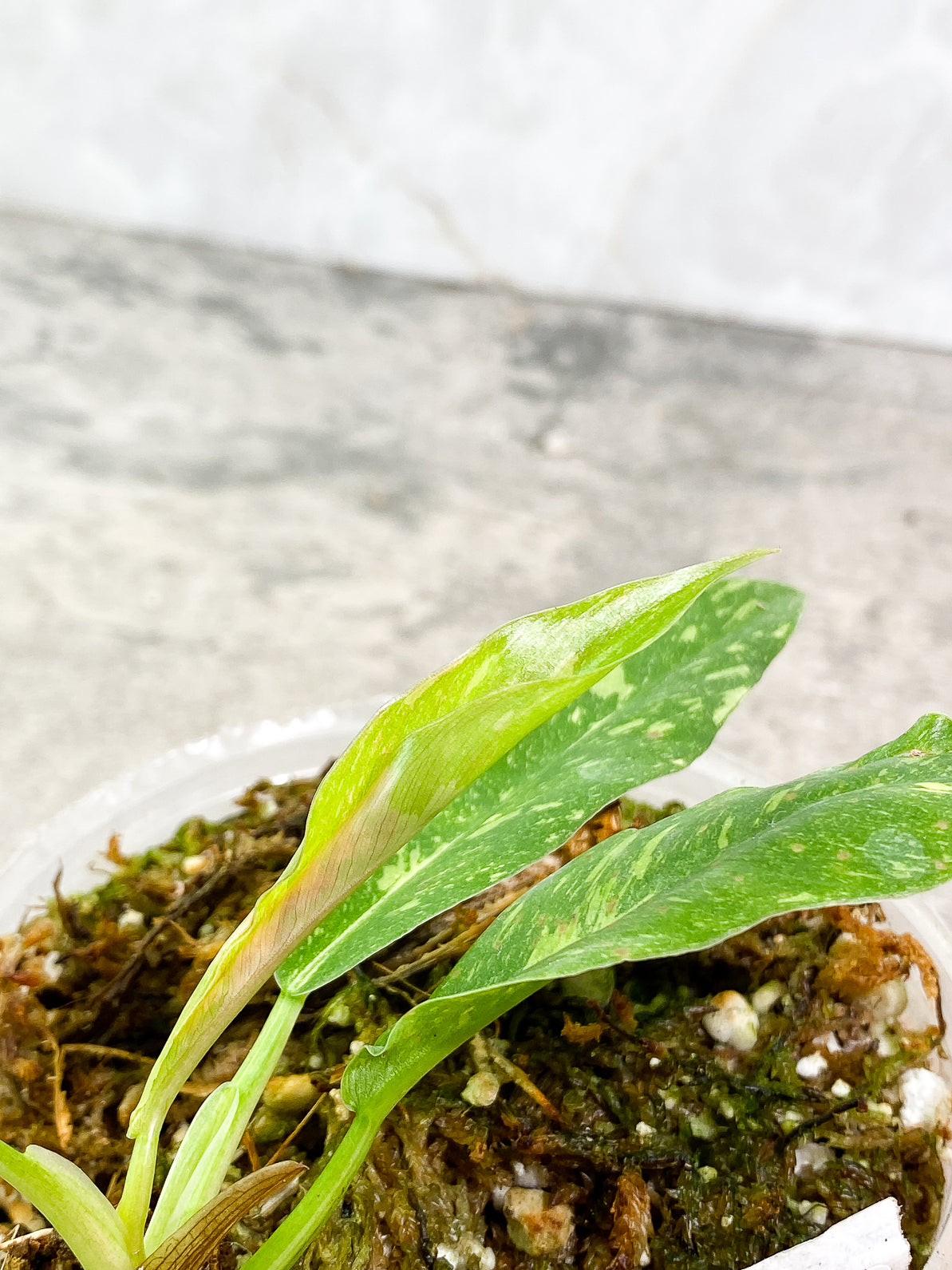 Philodendron Ring of Fire 4 leaves rooted