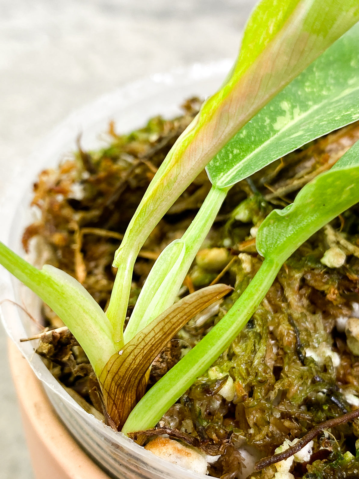 Philodendron Ring of Fire 4 leaves rooted