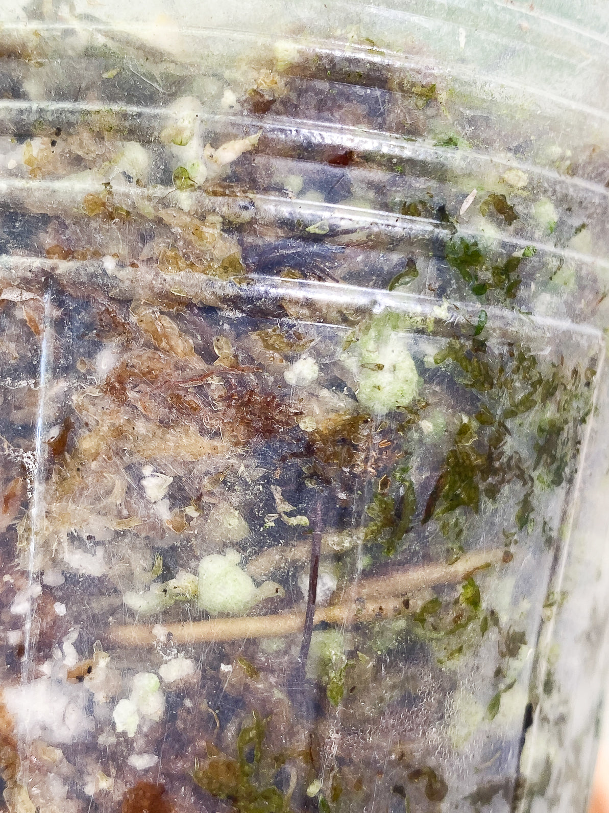 Philodendron Ring of Fire 4 leaves rooted