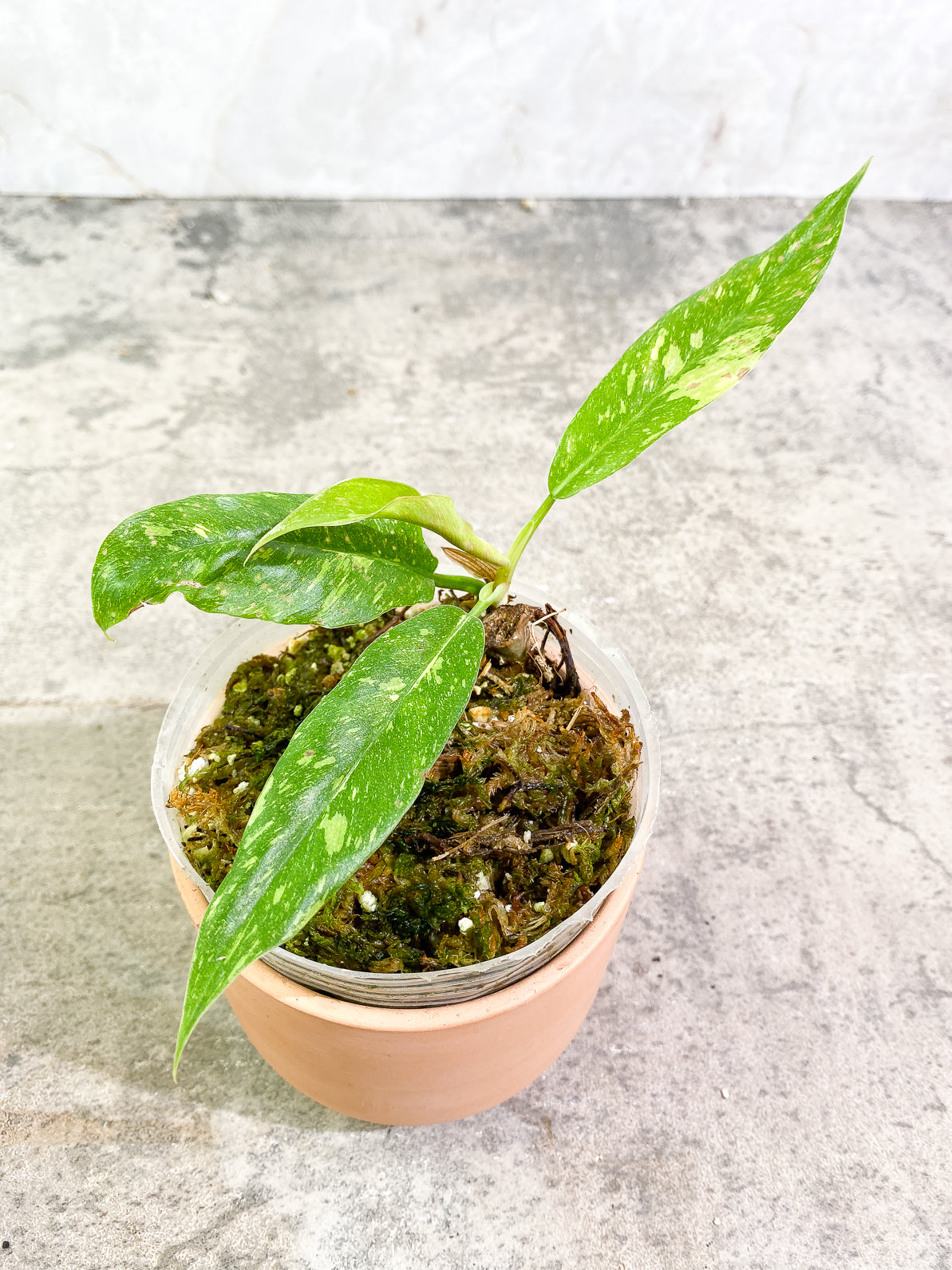 Philodendron Ring of Fire 4 leaves rooted