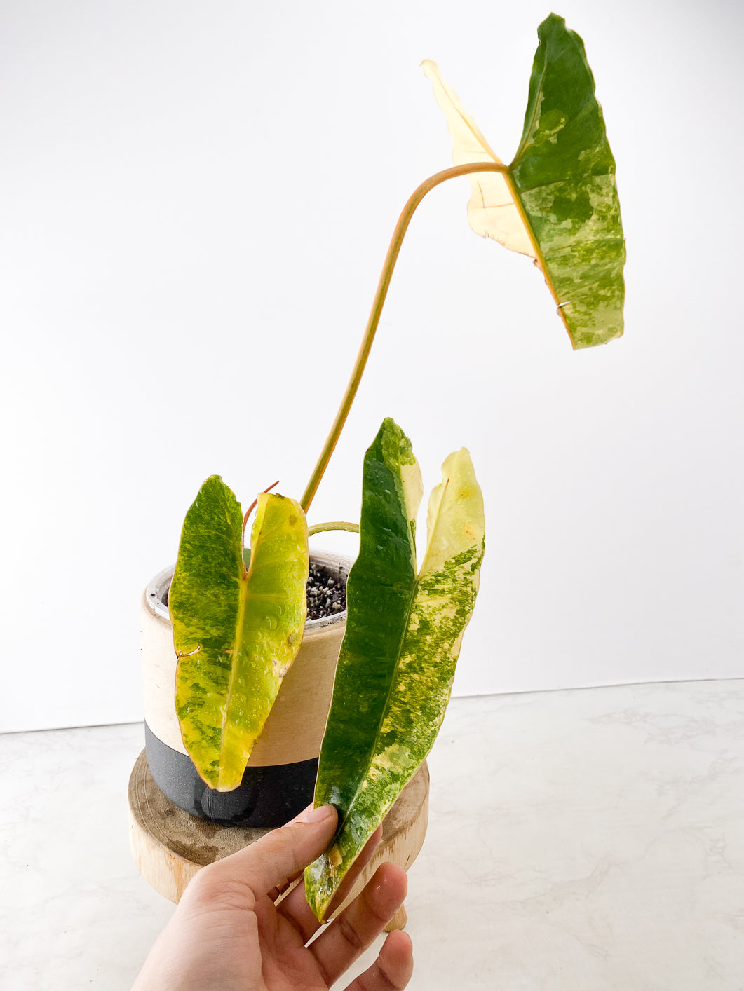 Philodendron Billietiae variegated Slightly Rooted 3 leaves 1 sprout Top Cutting