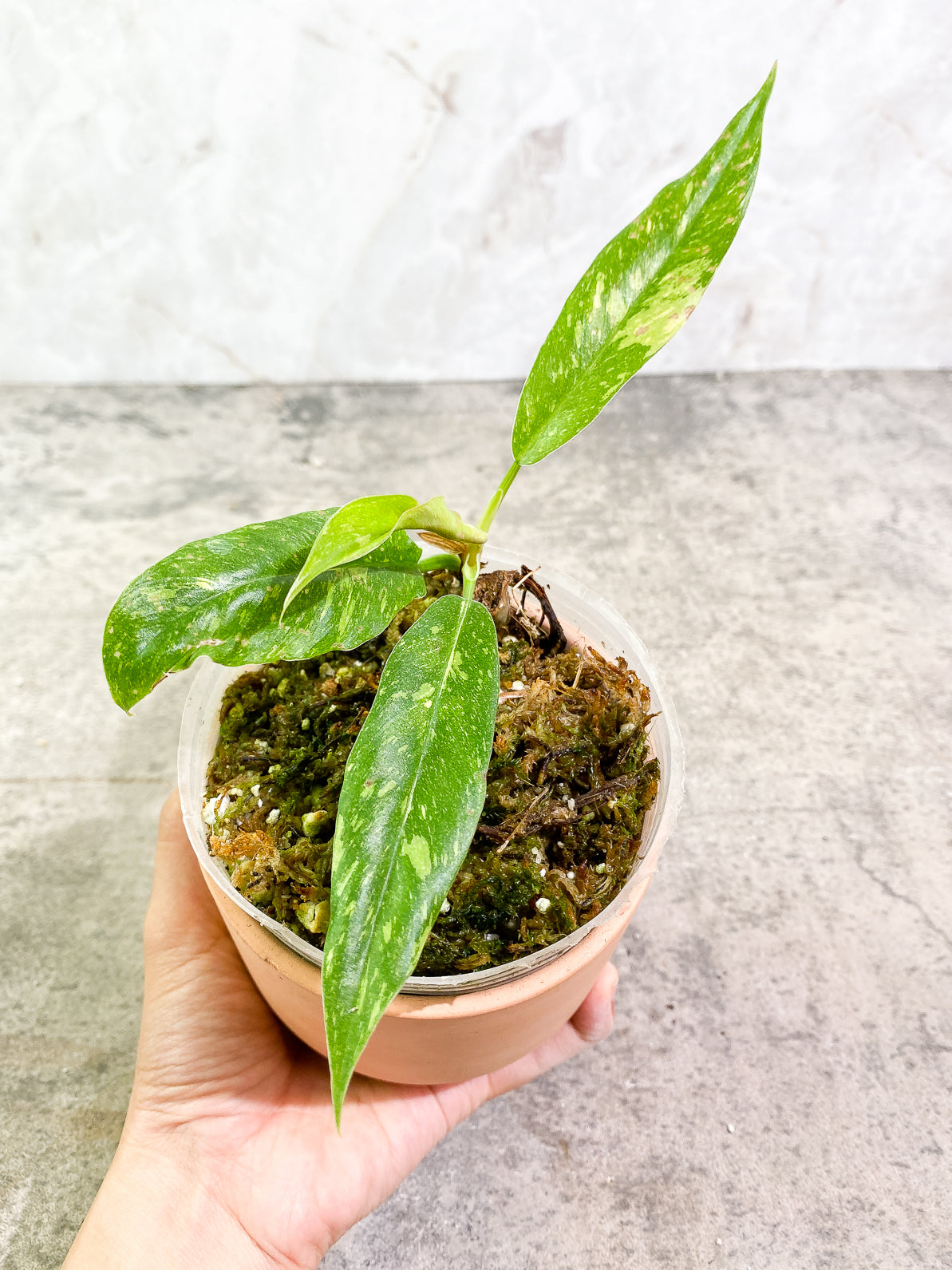 Philodendron Ring of Fire 4 leaves rooted