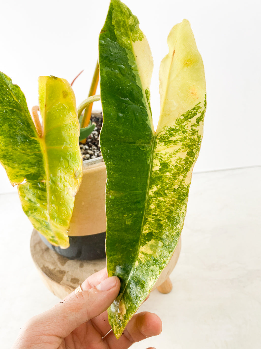 Philodendron Billietiae variegated Slightly Rooted 3 leaves 1 sprout Top Cutting
