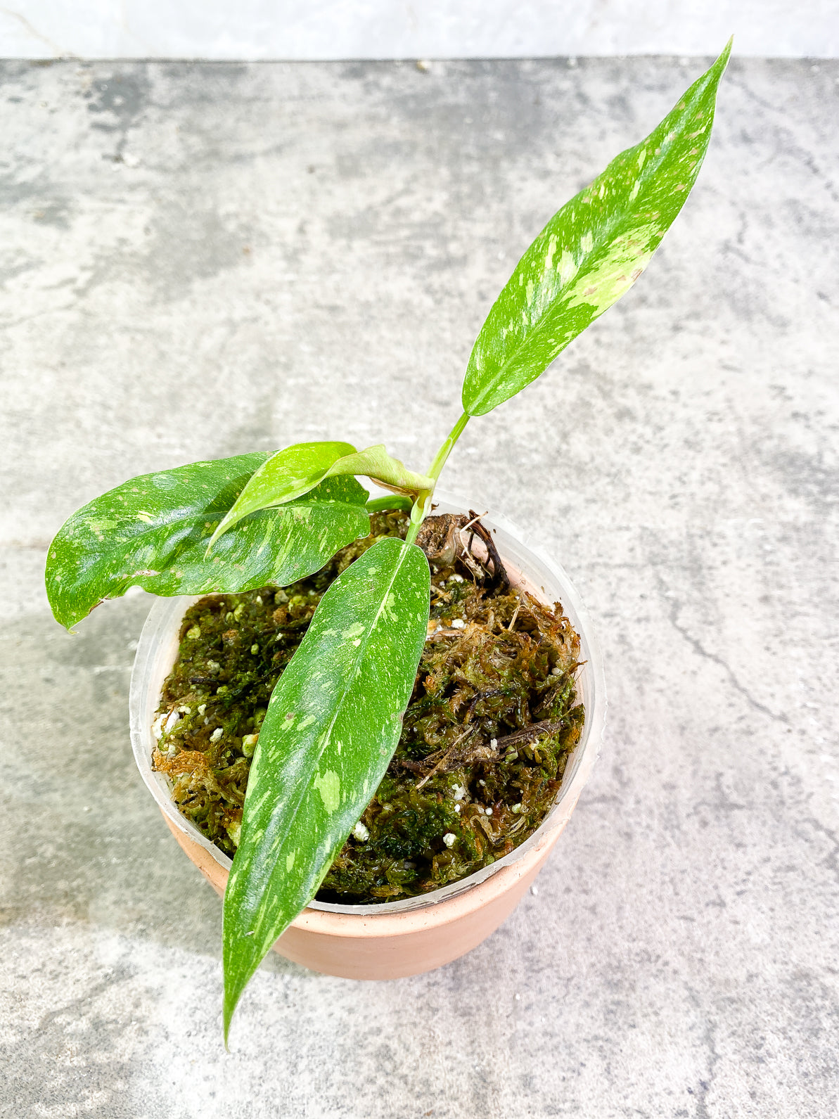Philodendron Ring of Fire 4 leaves rooted