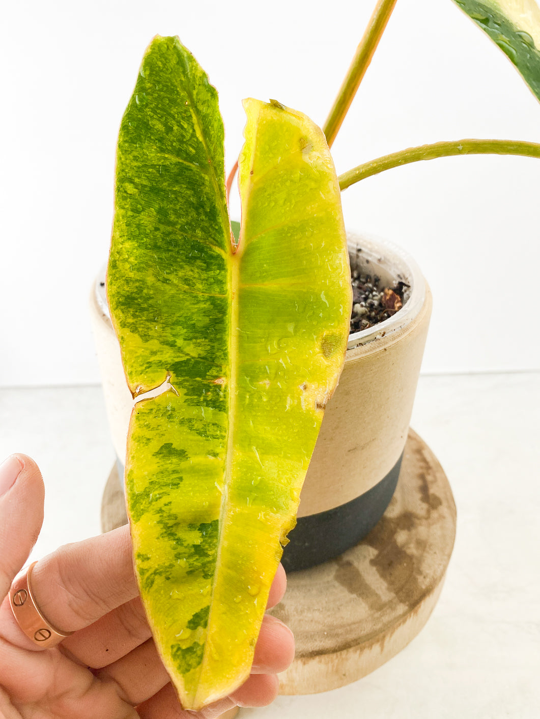Philodendron Billietiae variegated Slightly Rooted 3 leaves 1 sprout Top Cutting