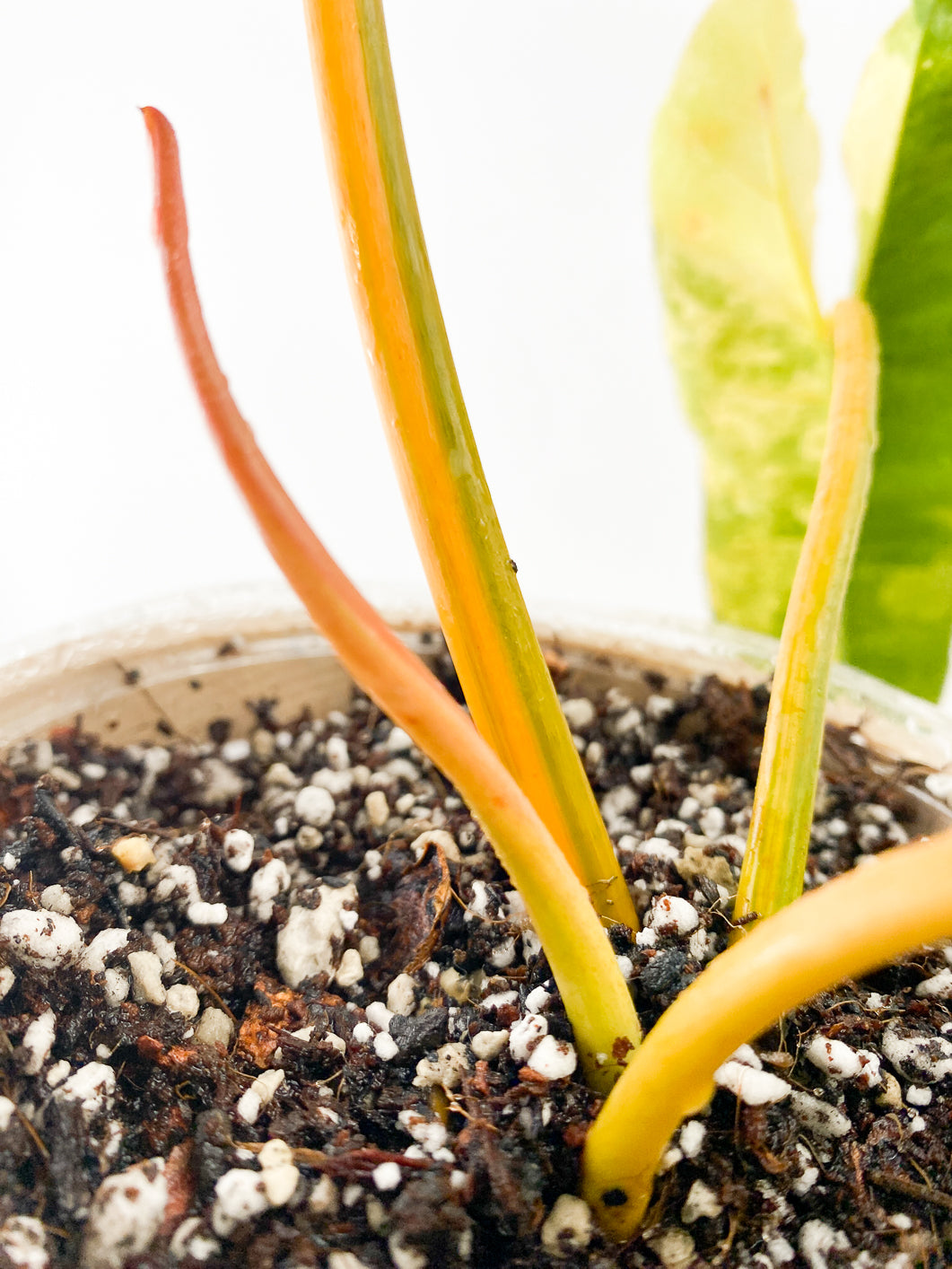 Philodendron Billietiae variegated Slightly Rooted 3 leaves 1 sprout Top Cutting