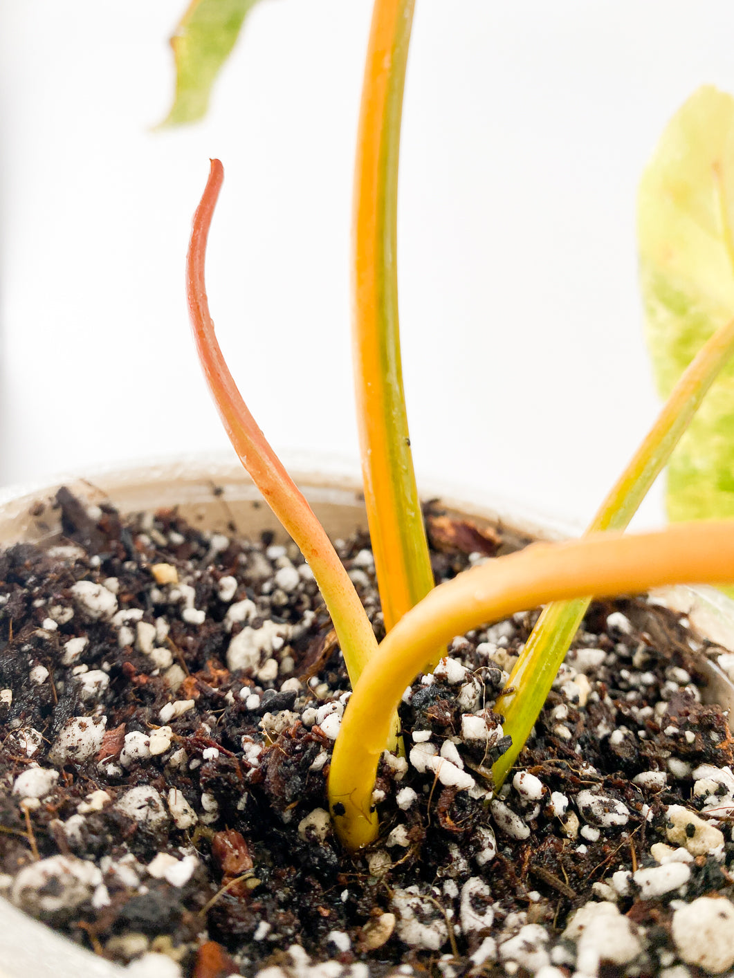 Philodendron Billietiae variegated Slightly Rooted 3 leaves 1 sprout Top Cutting