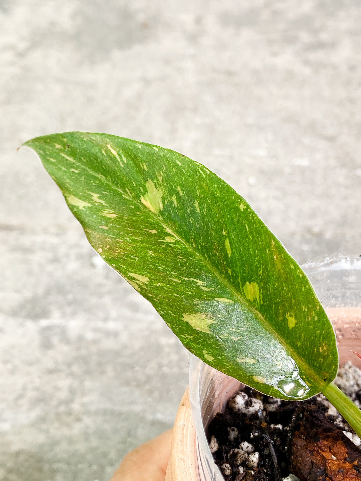 Philodendron Ring of Fire 2leaves 1 sprout slightly rooted