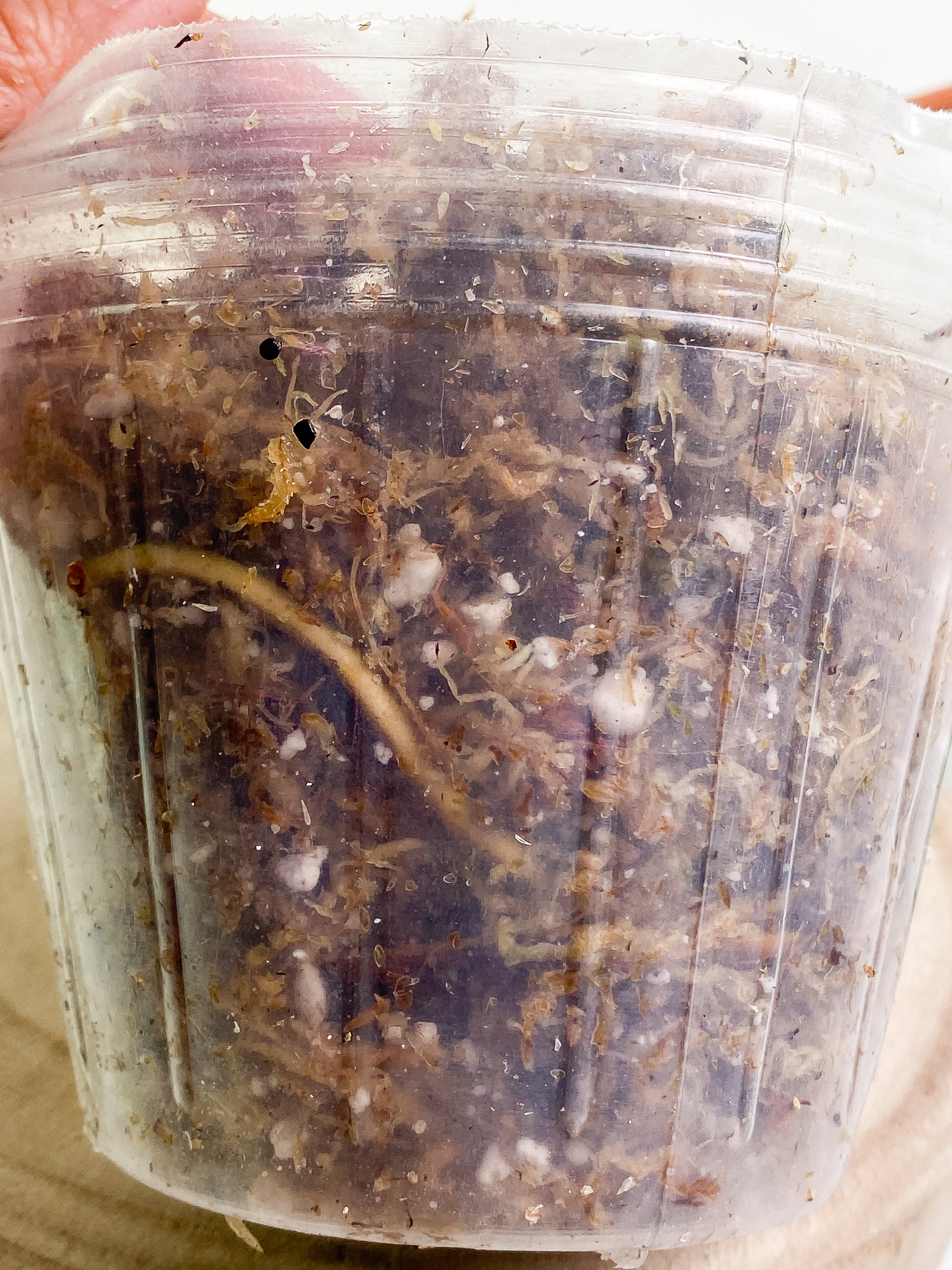 Philodendron Billietiae 1 big leaf 1 sprout Rooted