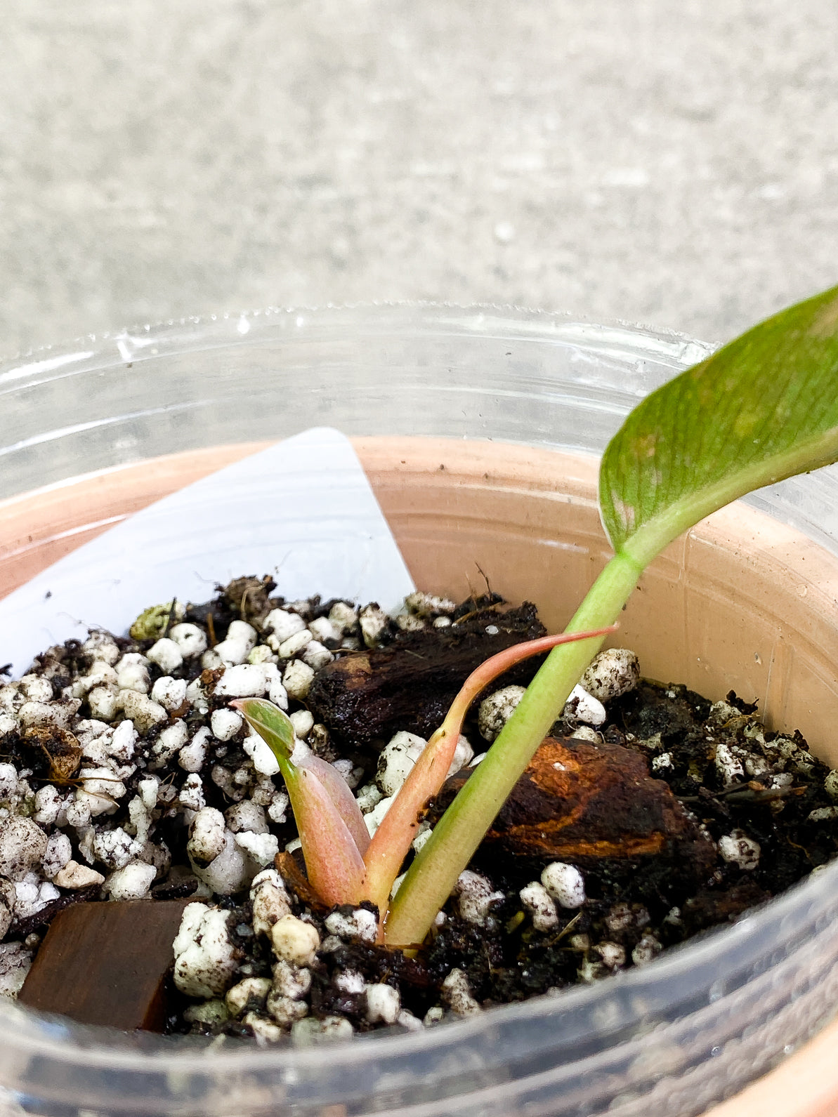 Philodendron Ring of Fire 2leaves 1 sprout slightly rooted
