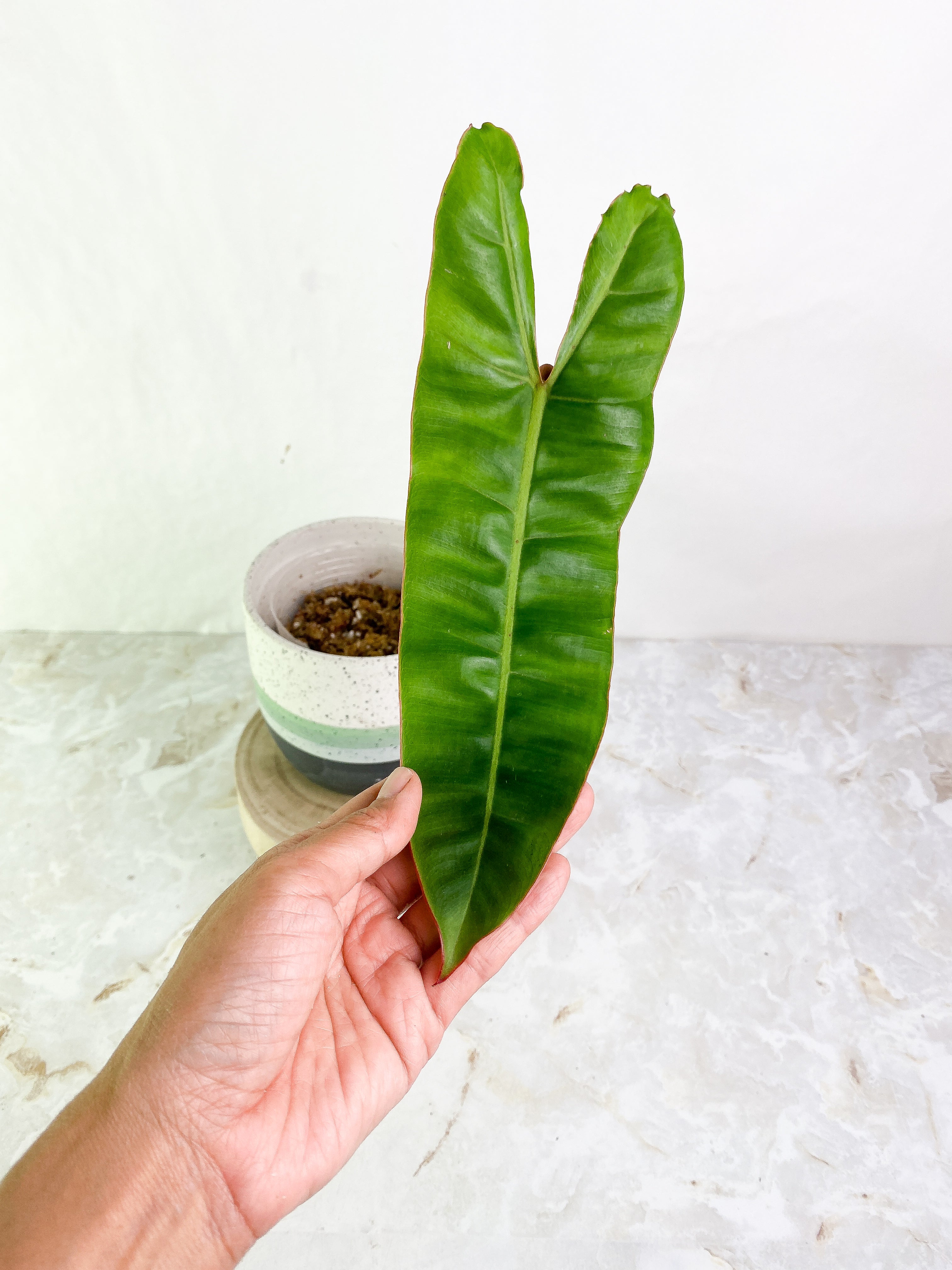 Philodendron Billietiae 1 big leaf 1 sprout Rooted