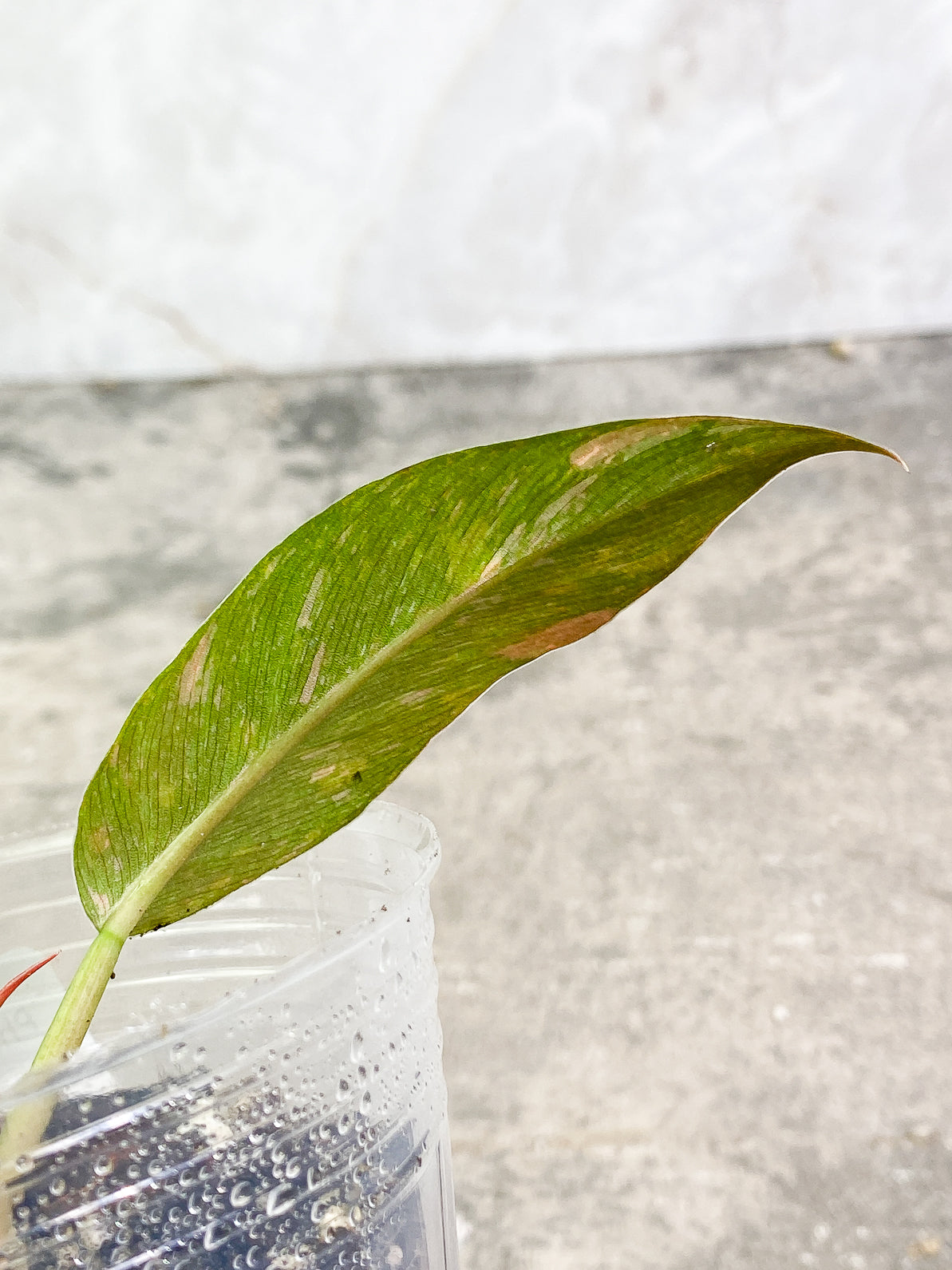 Philodendron Ring of Fire 2leaves 1 sprout slightly rooted