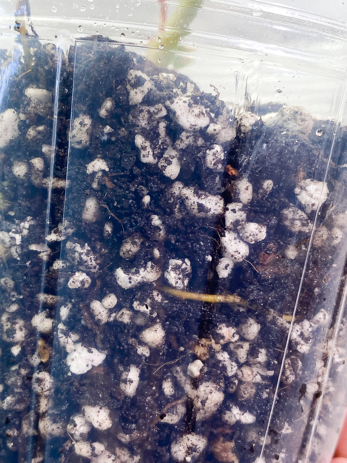 Philodendron Ring of Fire 2leaves 1 sprout slightly rooted