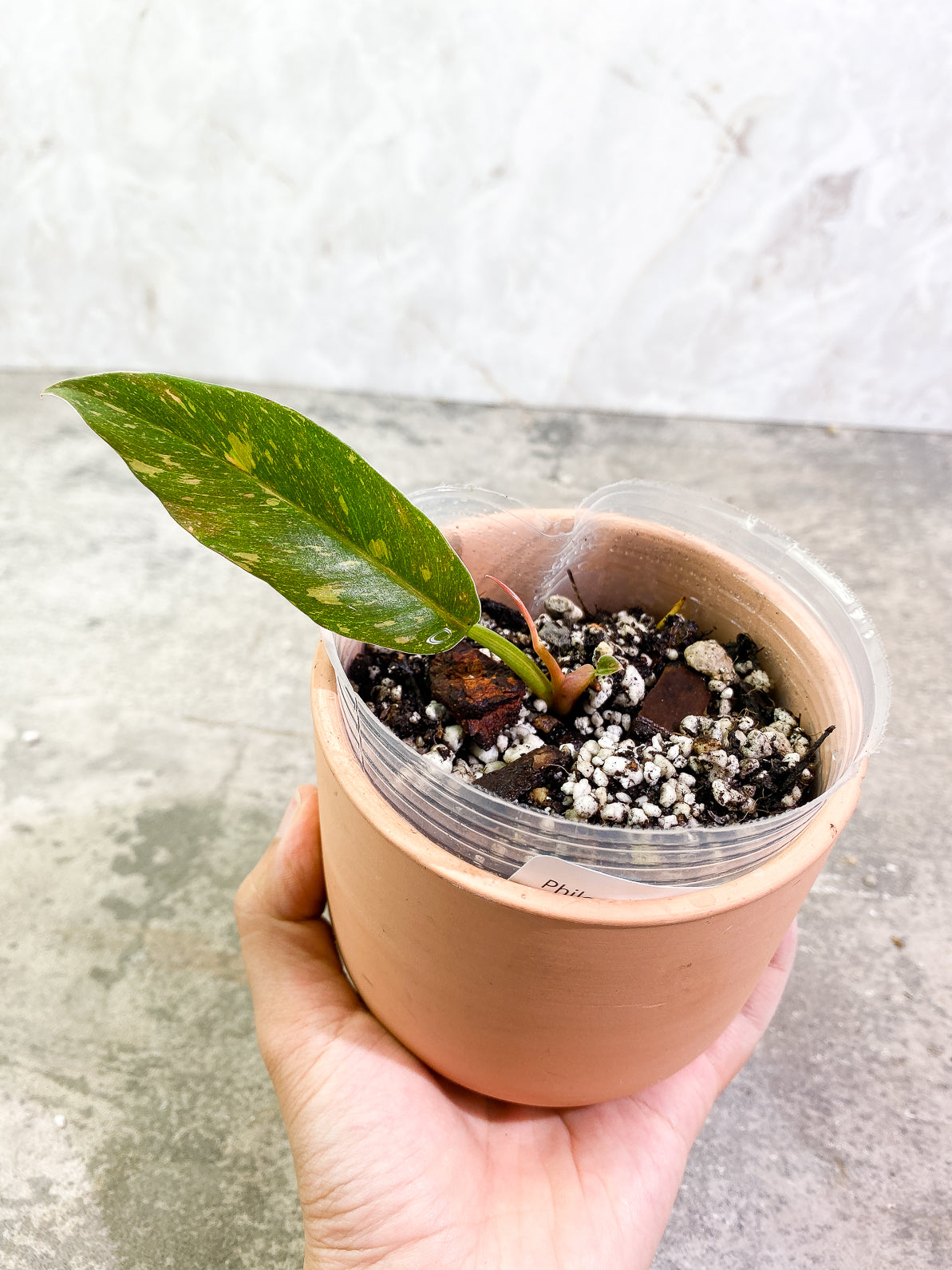Philodendron Ring of Fire 2leaves 1 sprout slightly rooted