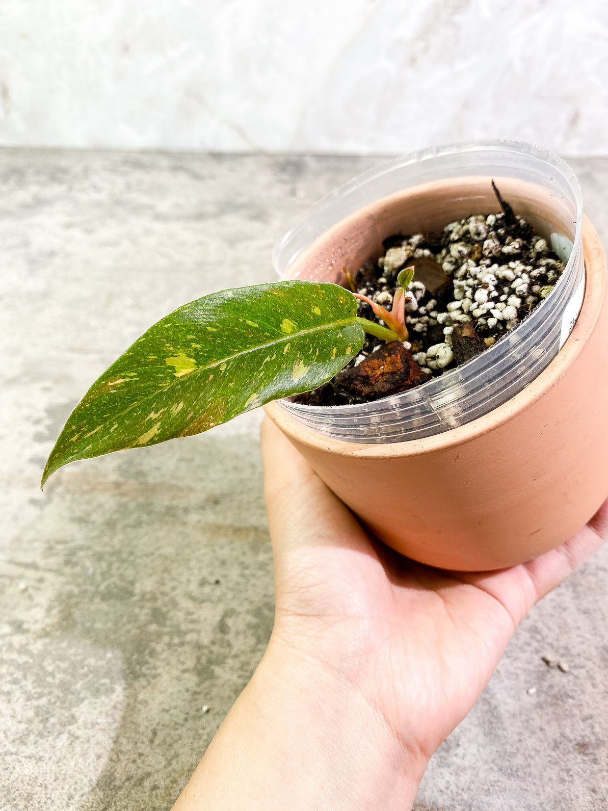 Philodendron Ring of Fire 2leaves 1 sprout slightly rooted