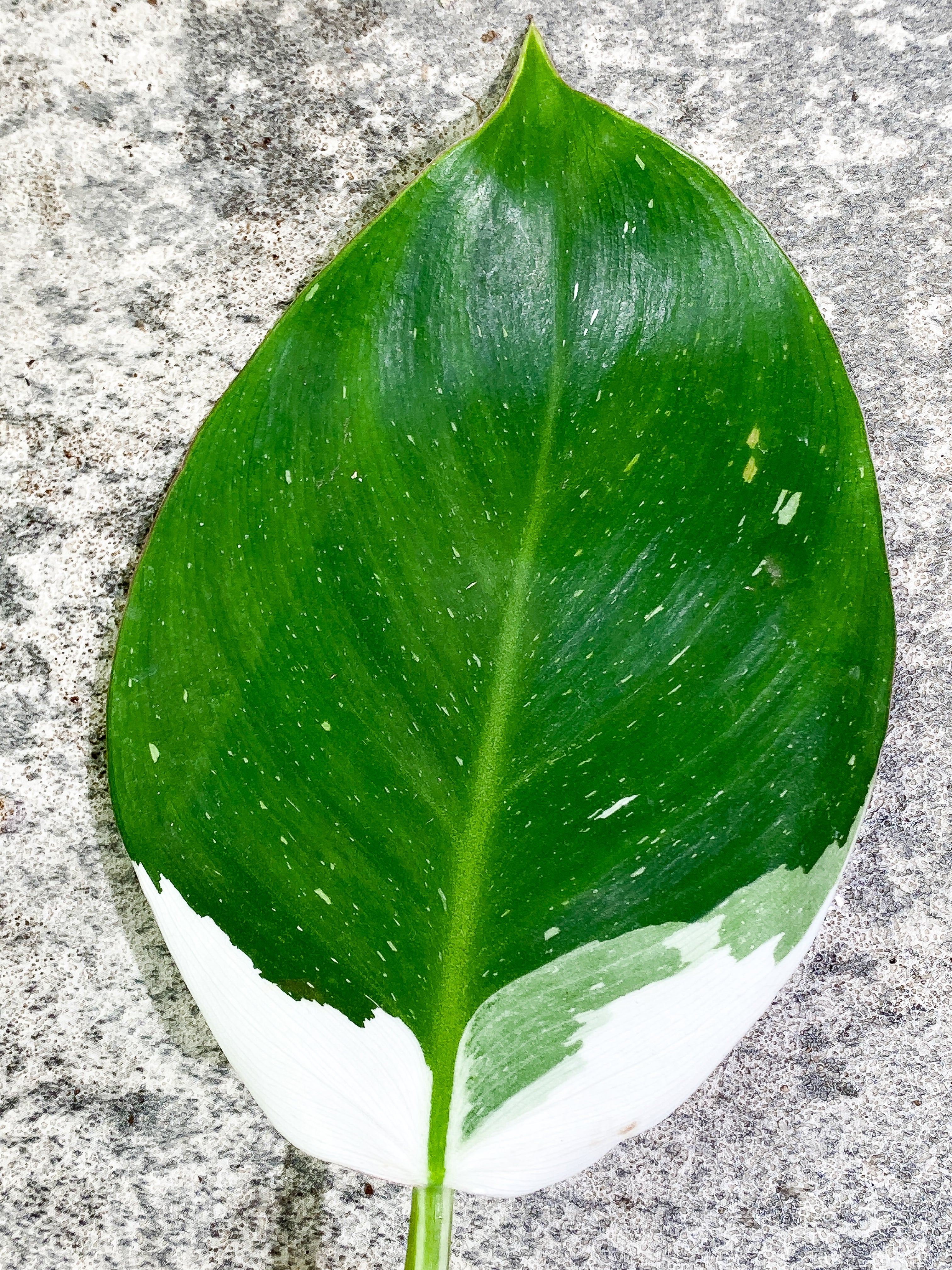 Philodendron White Princess 1 leaf Rooting