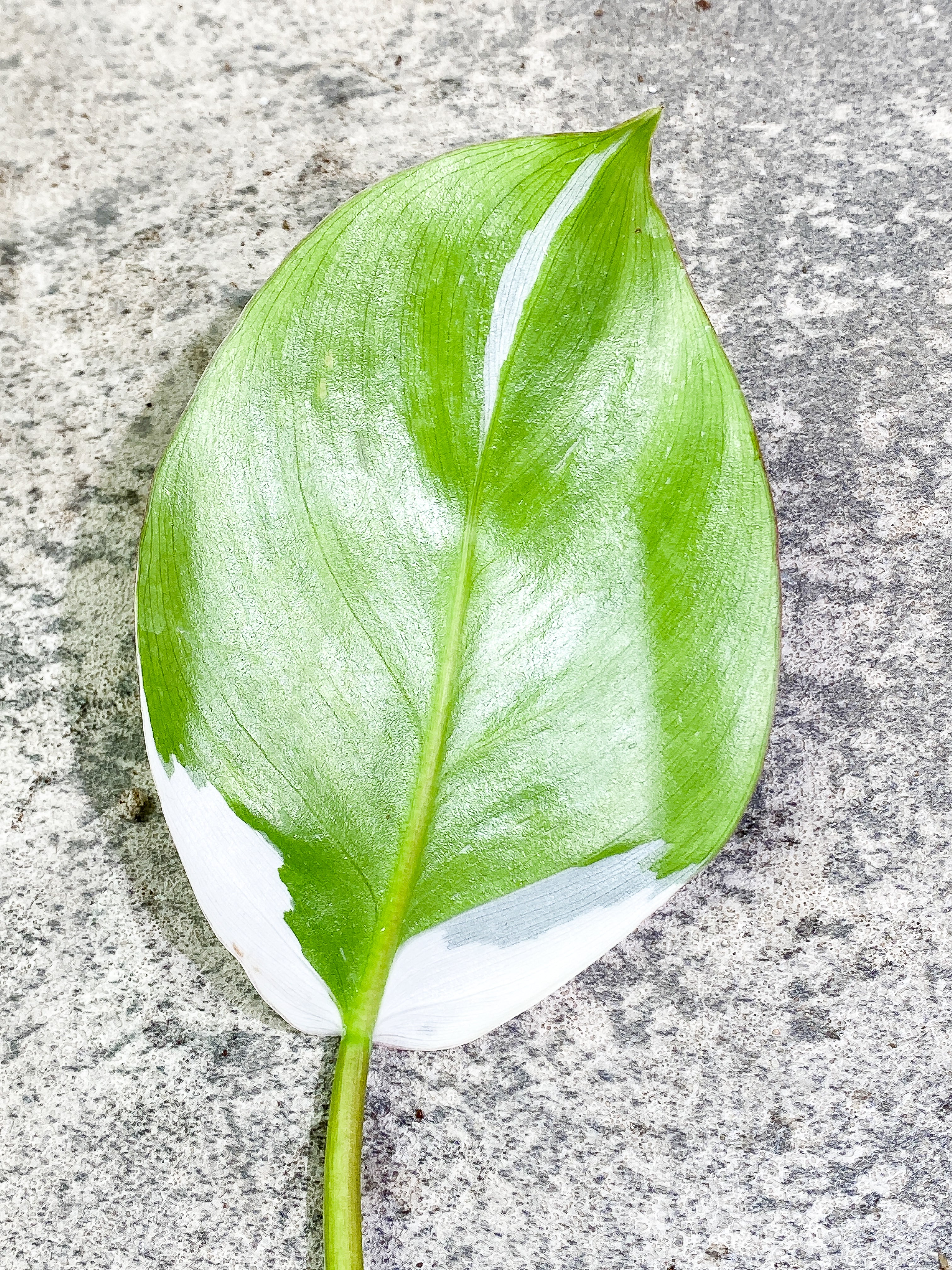 Philodendron White Princess 1 leaf Rooting