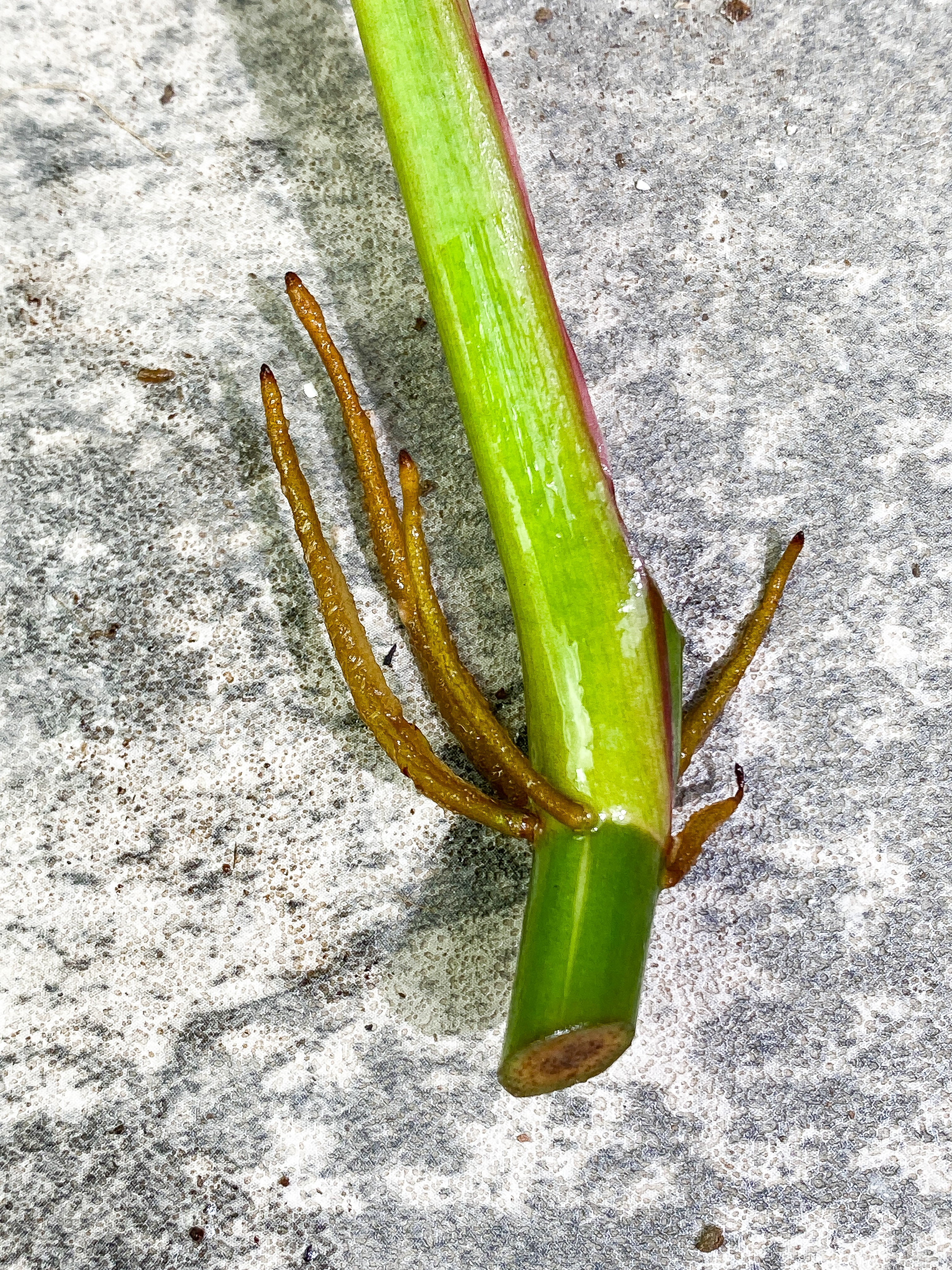 Philodendron White Princess 1 leaf Rooting