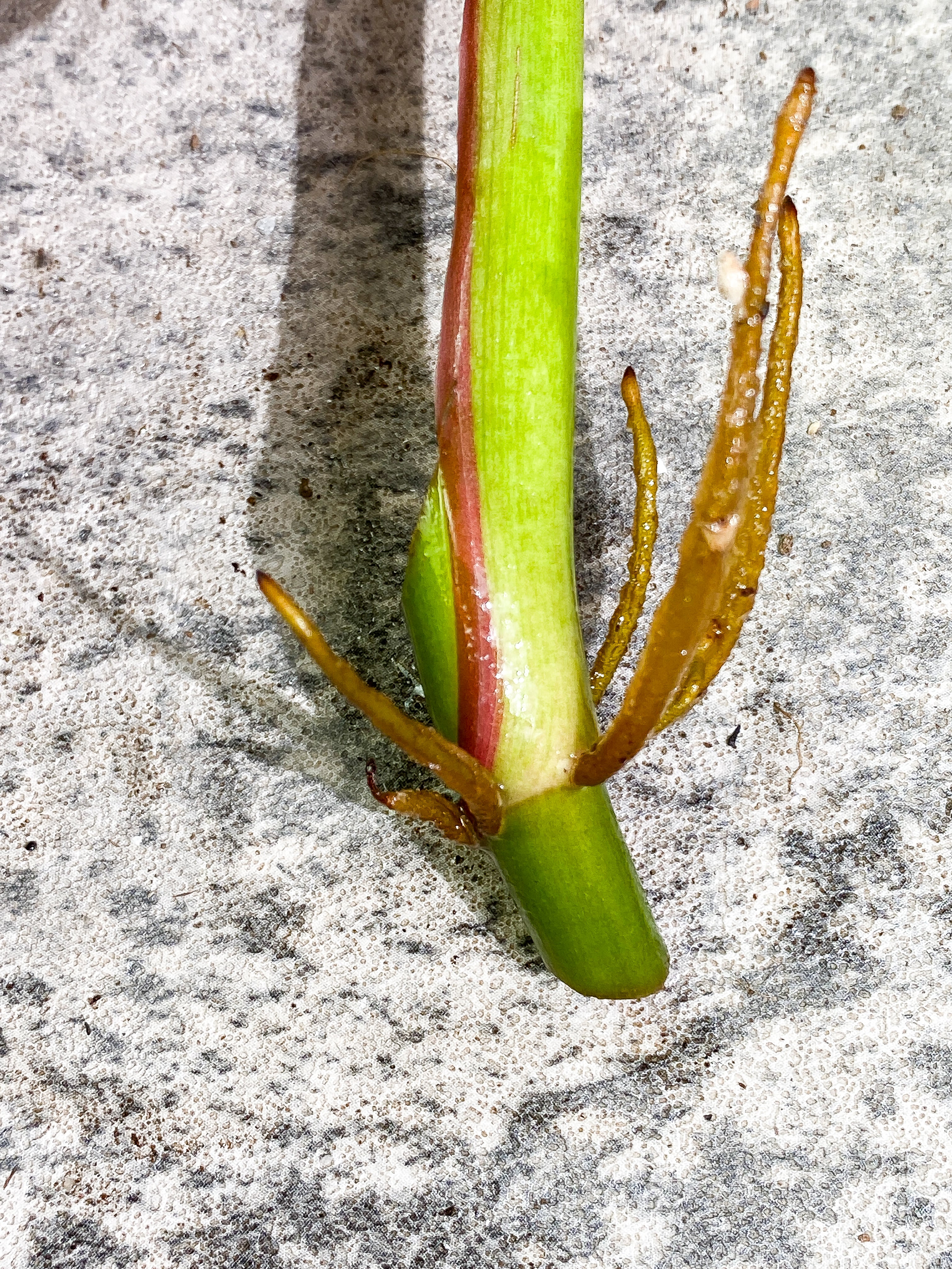Philodendron White Princess 1 leaf Rooting