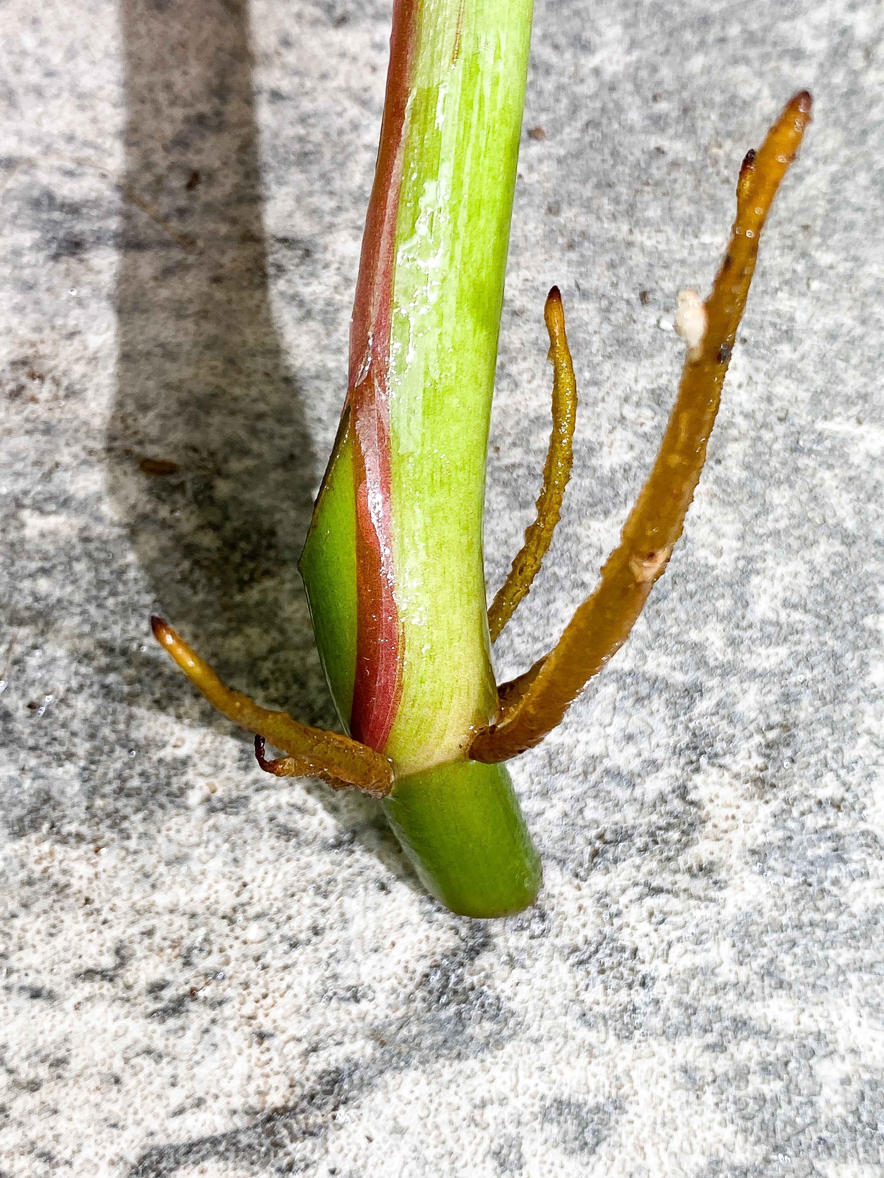 Philodendron White Princess 1 leaf Rooting