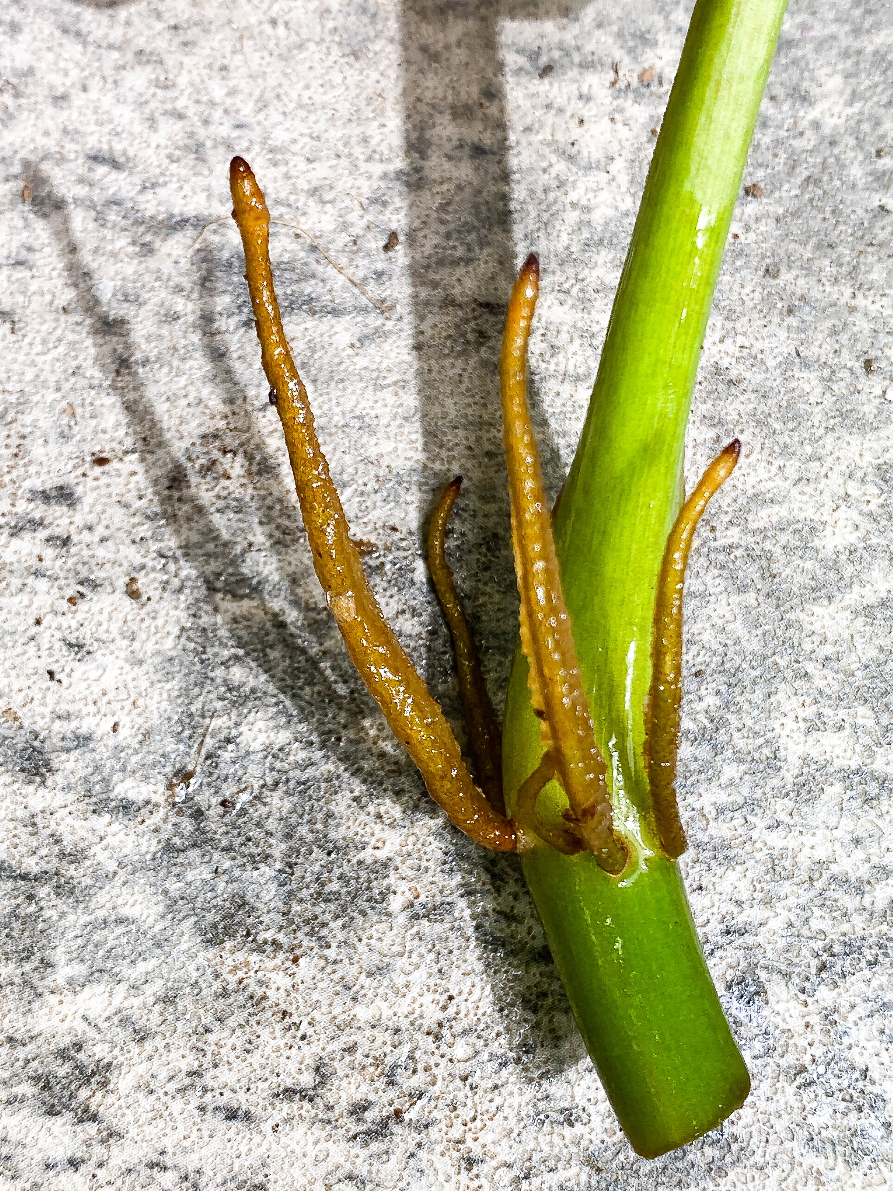 Philodendron White Princess 1 leaf Rooting