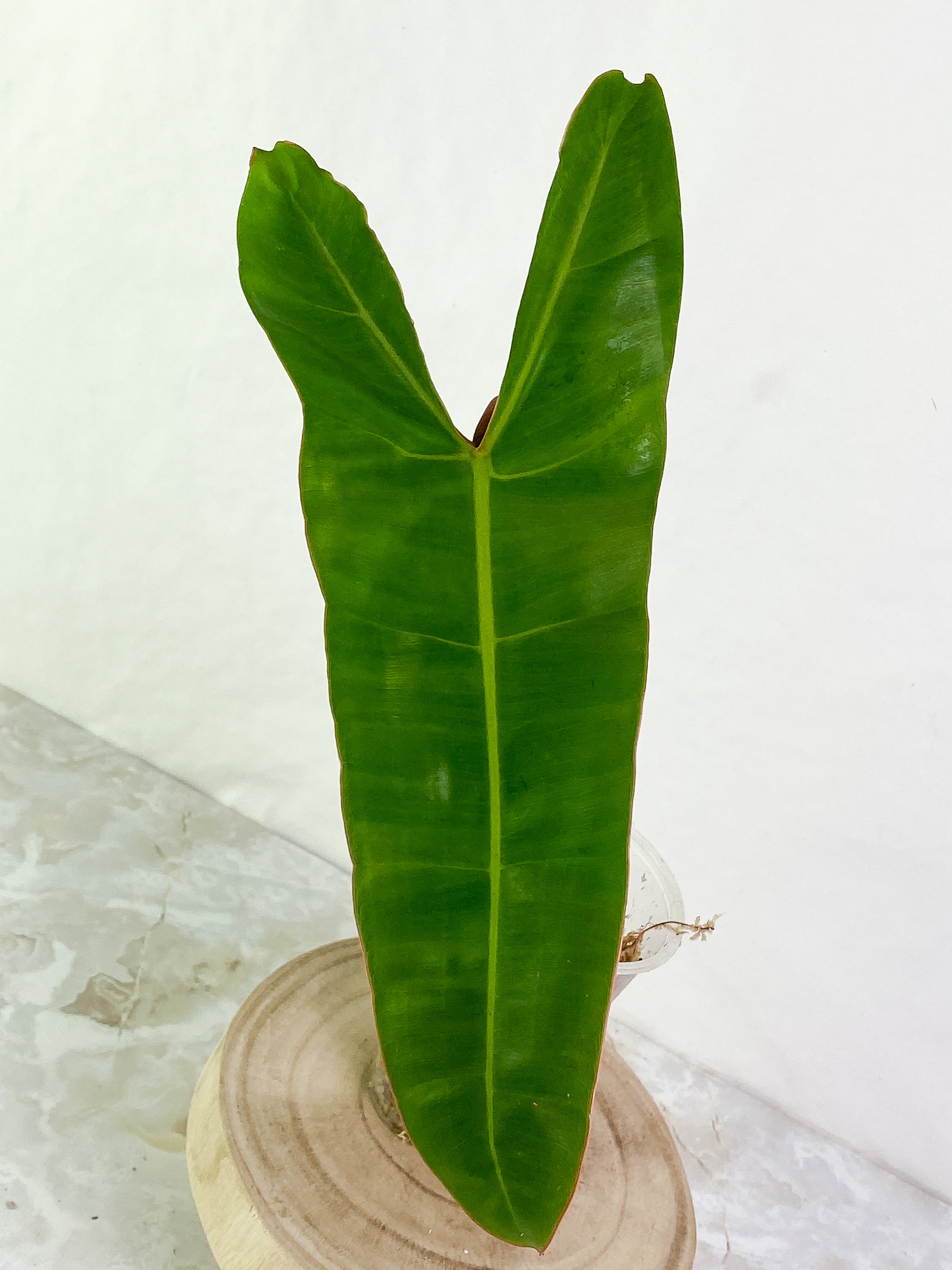 Philodendron Billietiae 1 big leaf 1 sprout Rooted