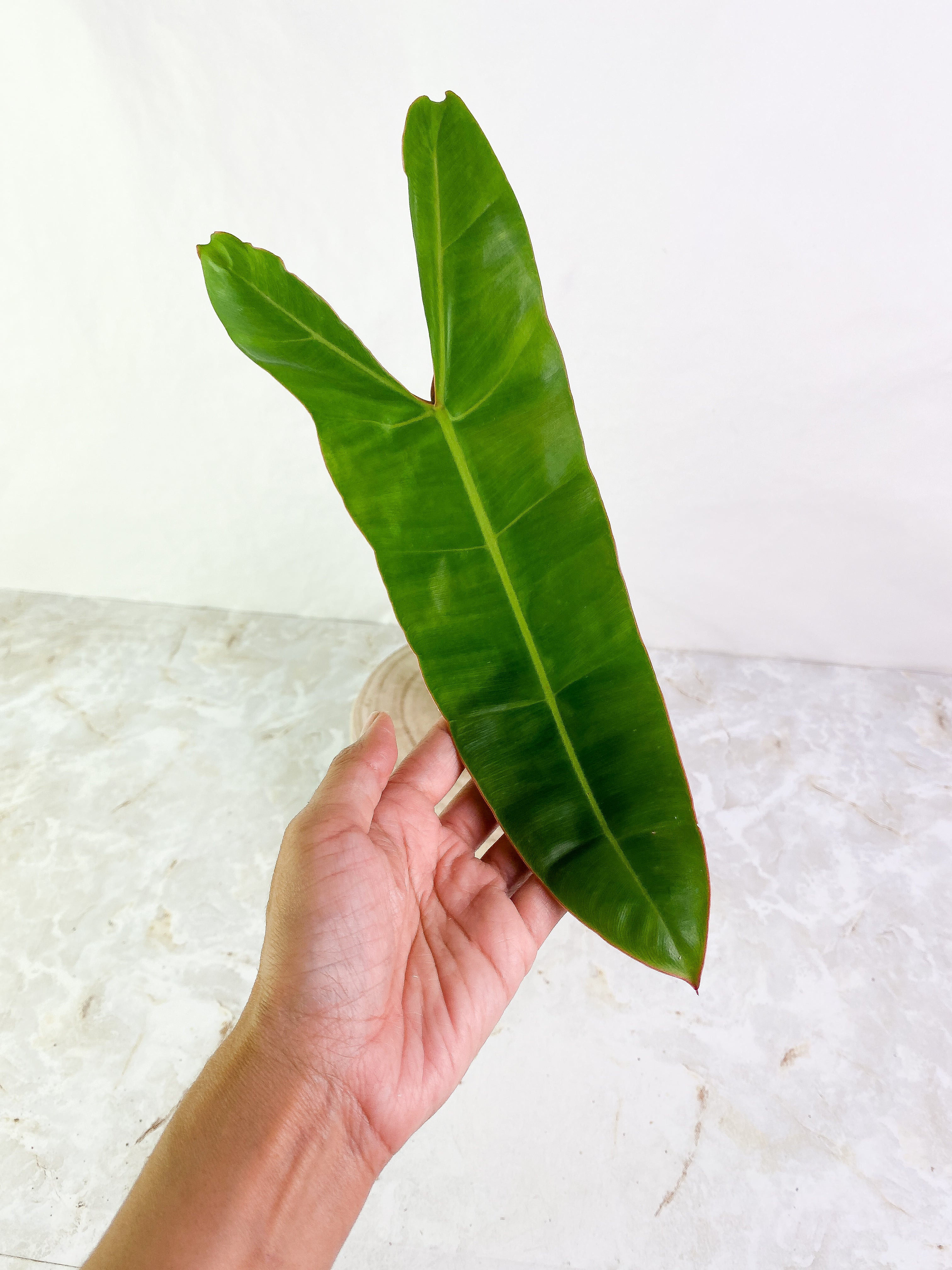 Philodendron Billietiae 1 big leaf 1 sprout Rooted