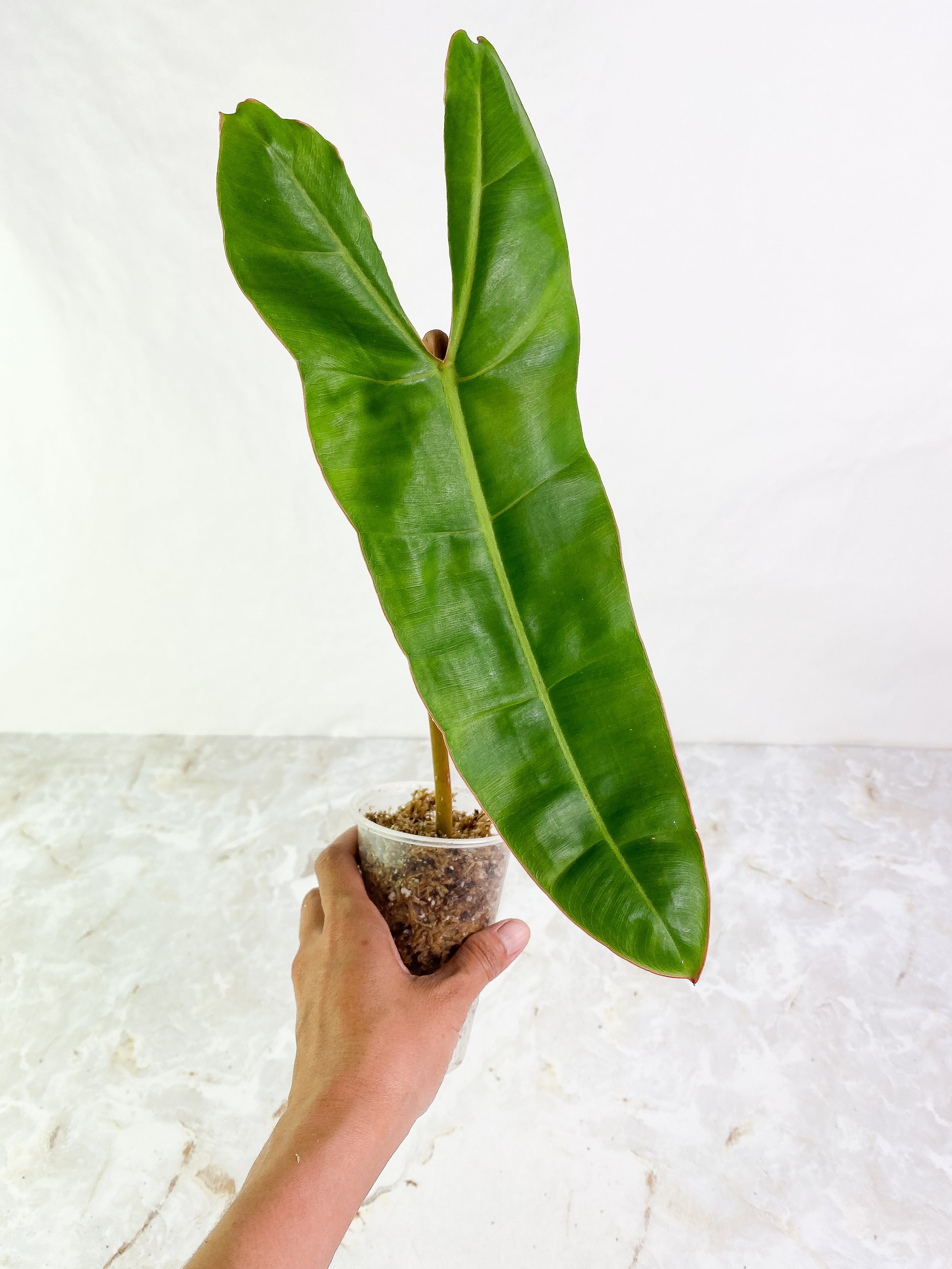Philodendron Billietiae 1 big leaf 1 sprout Rooted
