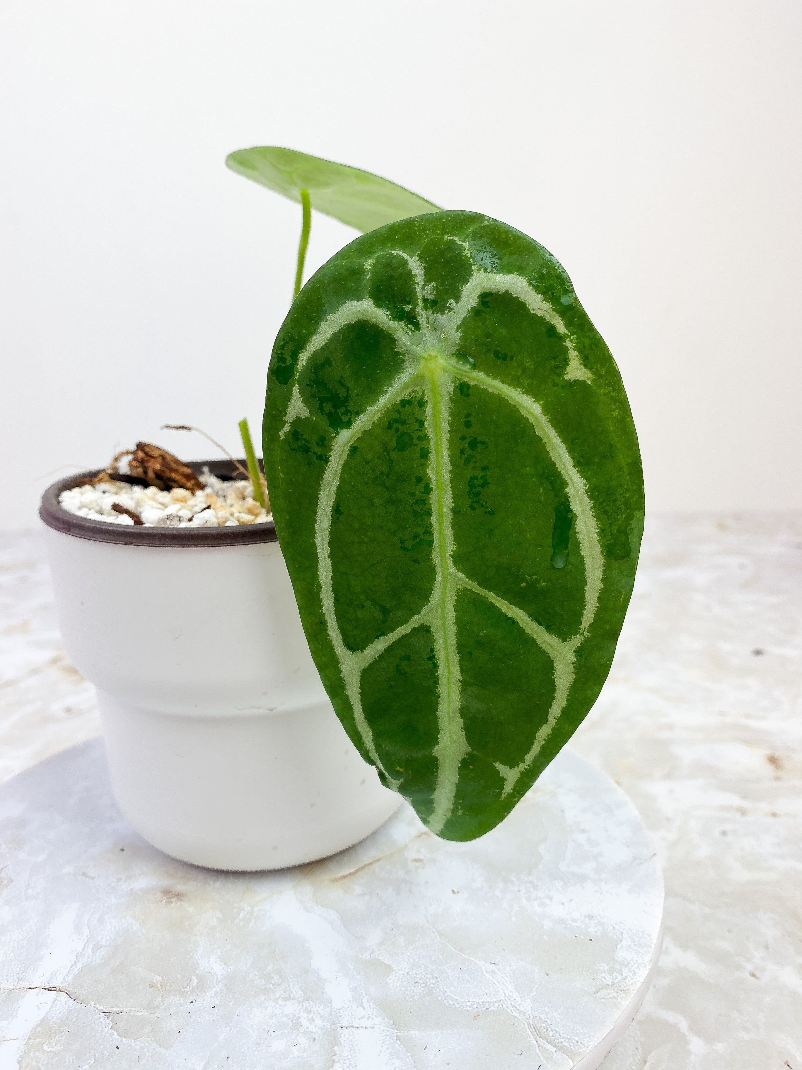 Anthurium Forgetii x Crystallinum