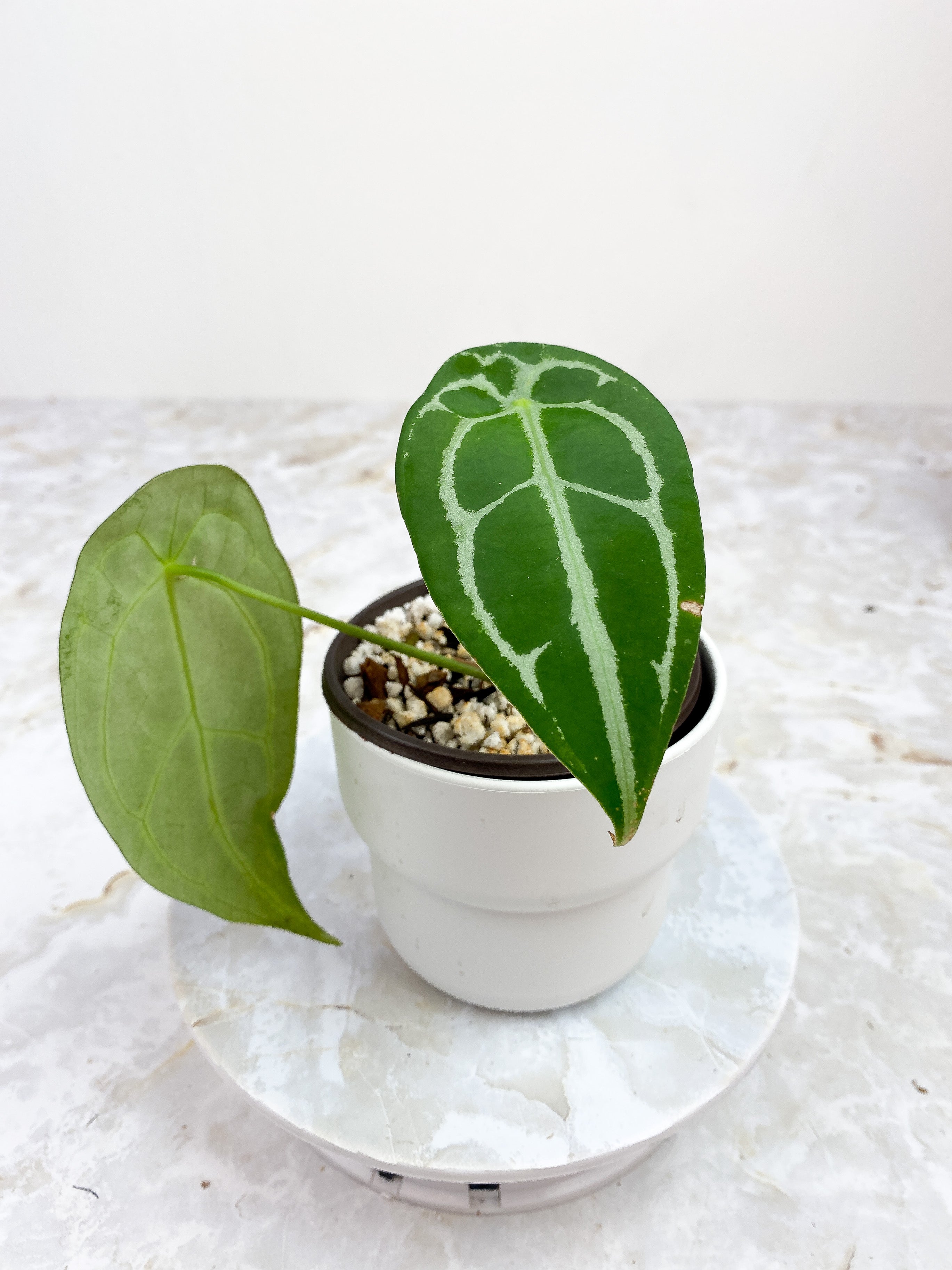 Anthurium Forgetii x Crystallinum