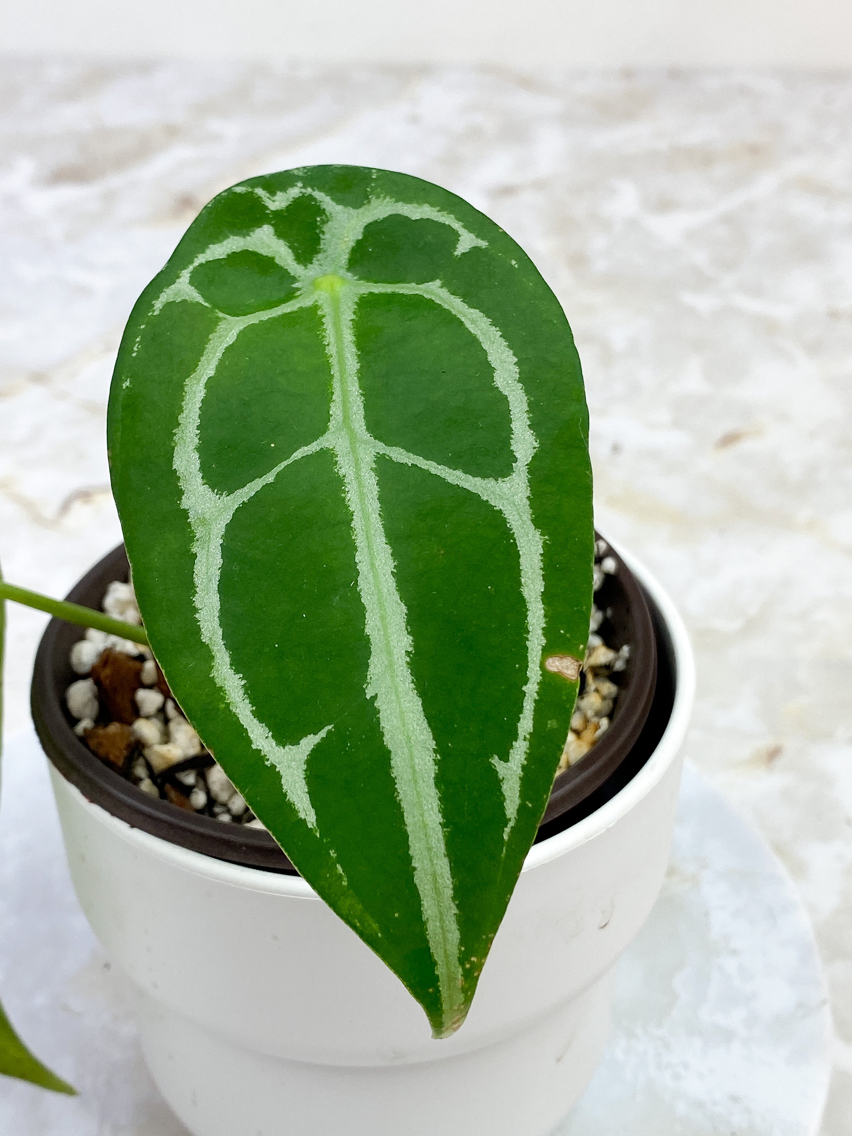 Anthurium Forgetii x Crystallinum