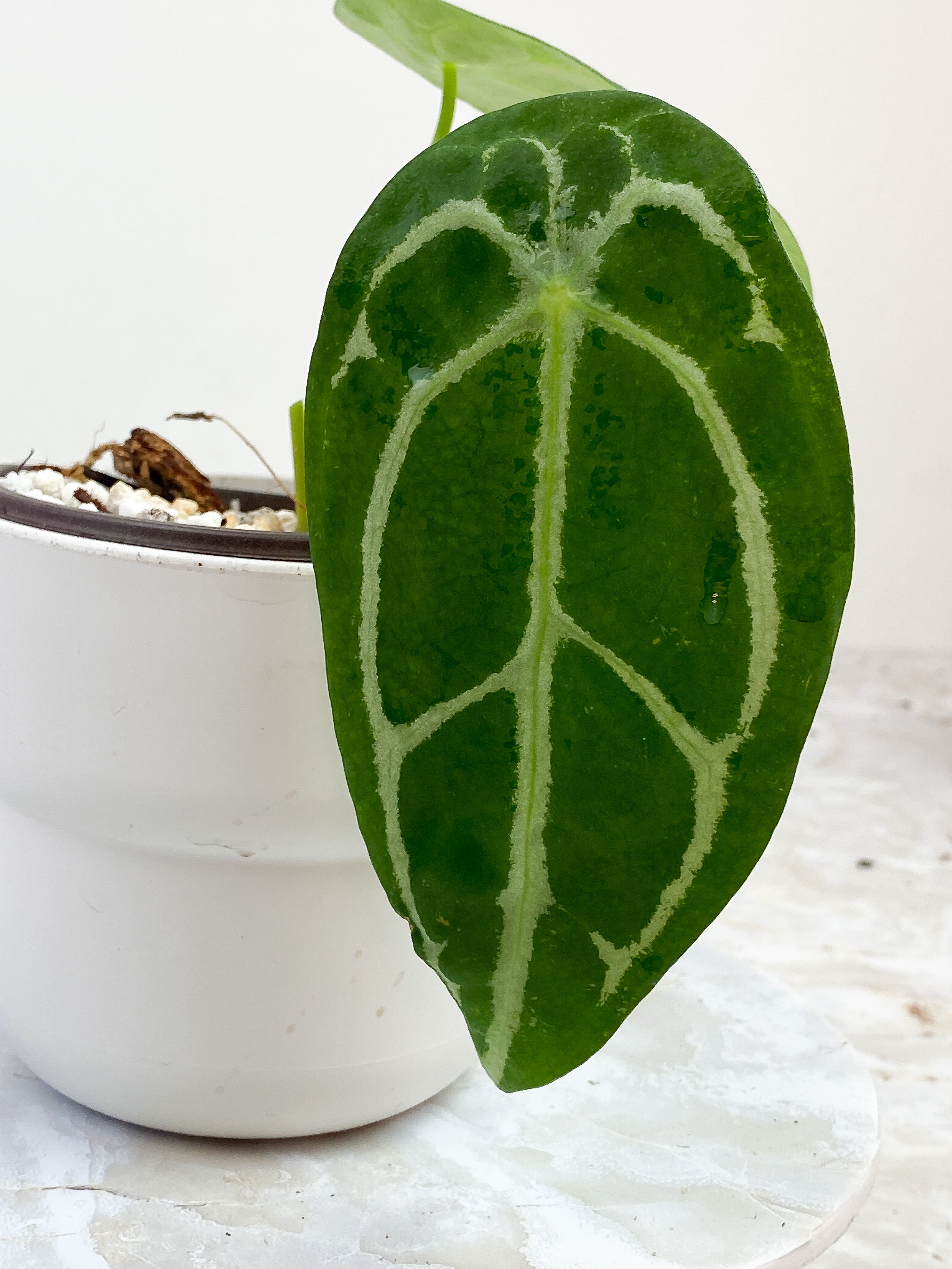 Anthurium Forgetii x Crystallinum