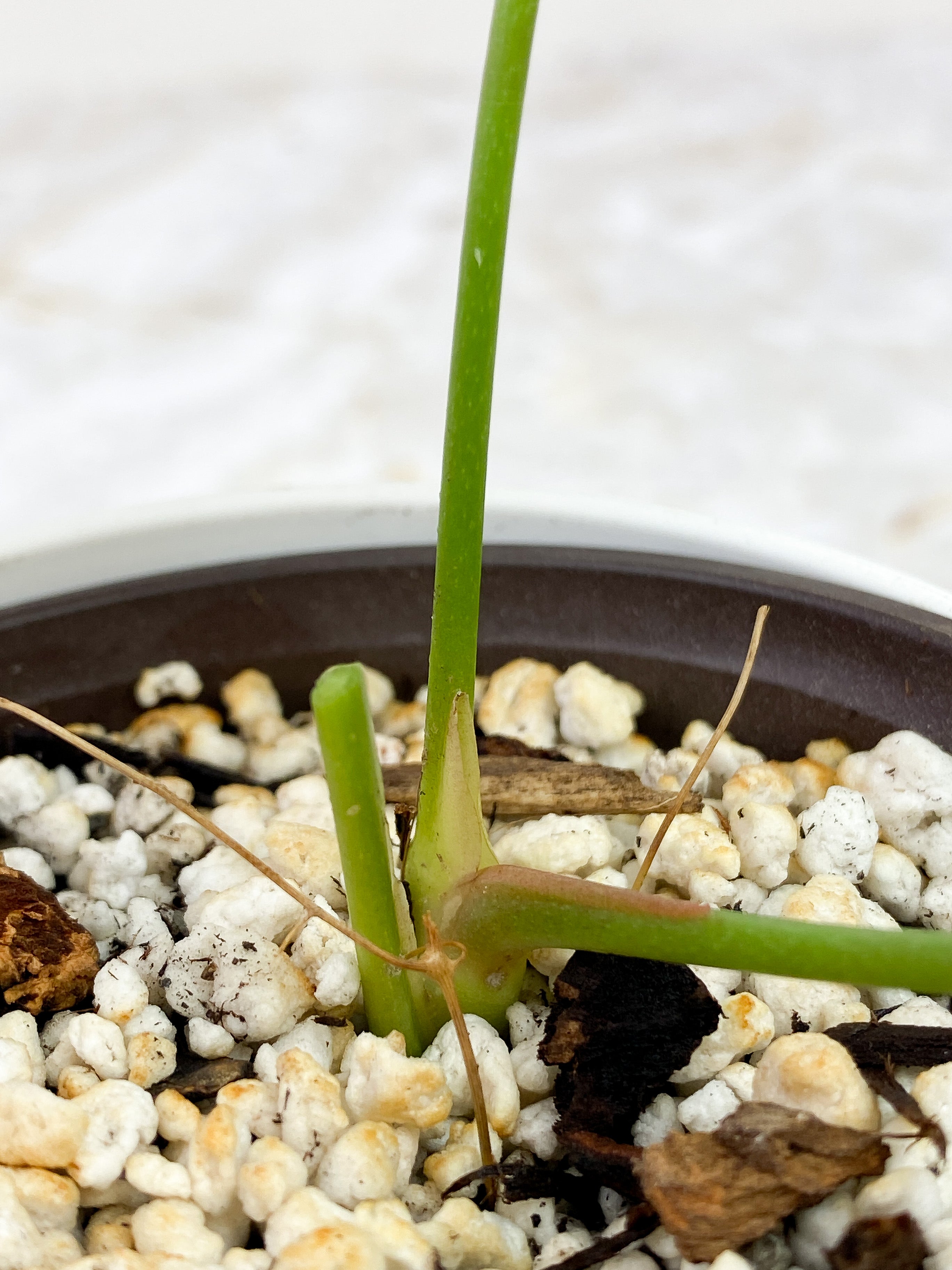 Anthurium Forgetii x Crystallinum