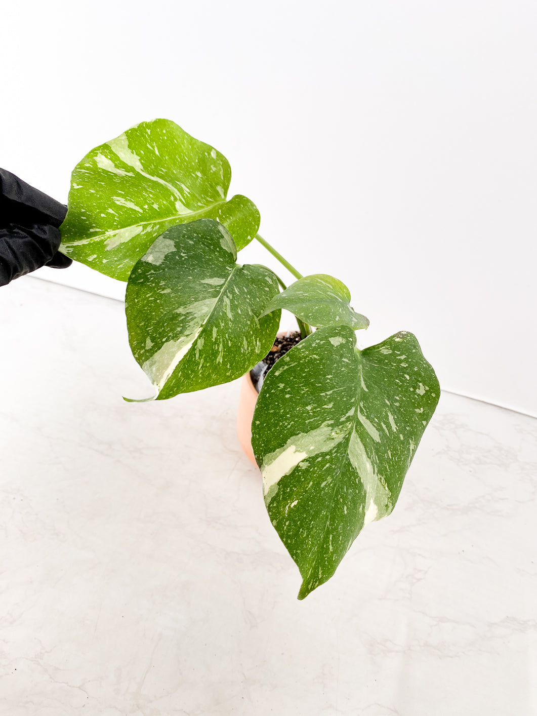 Monstera Thai Constellation Rooted