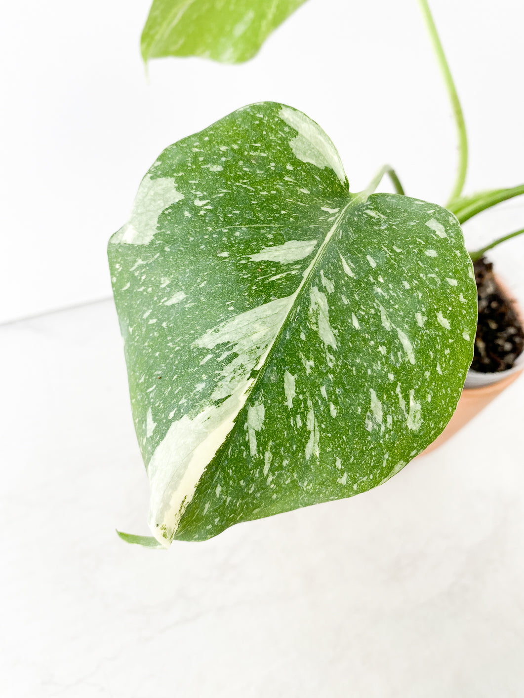Monstera Thai Constellation Rooted