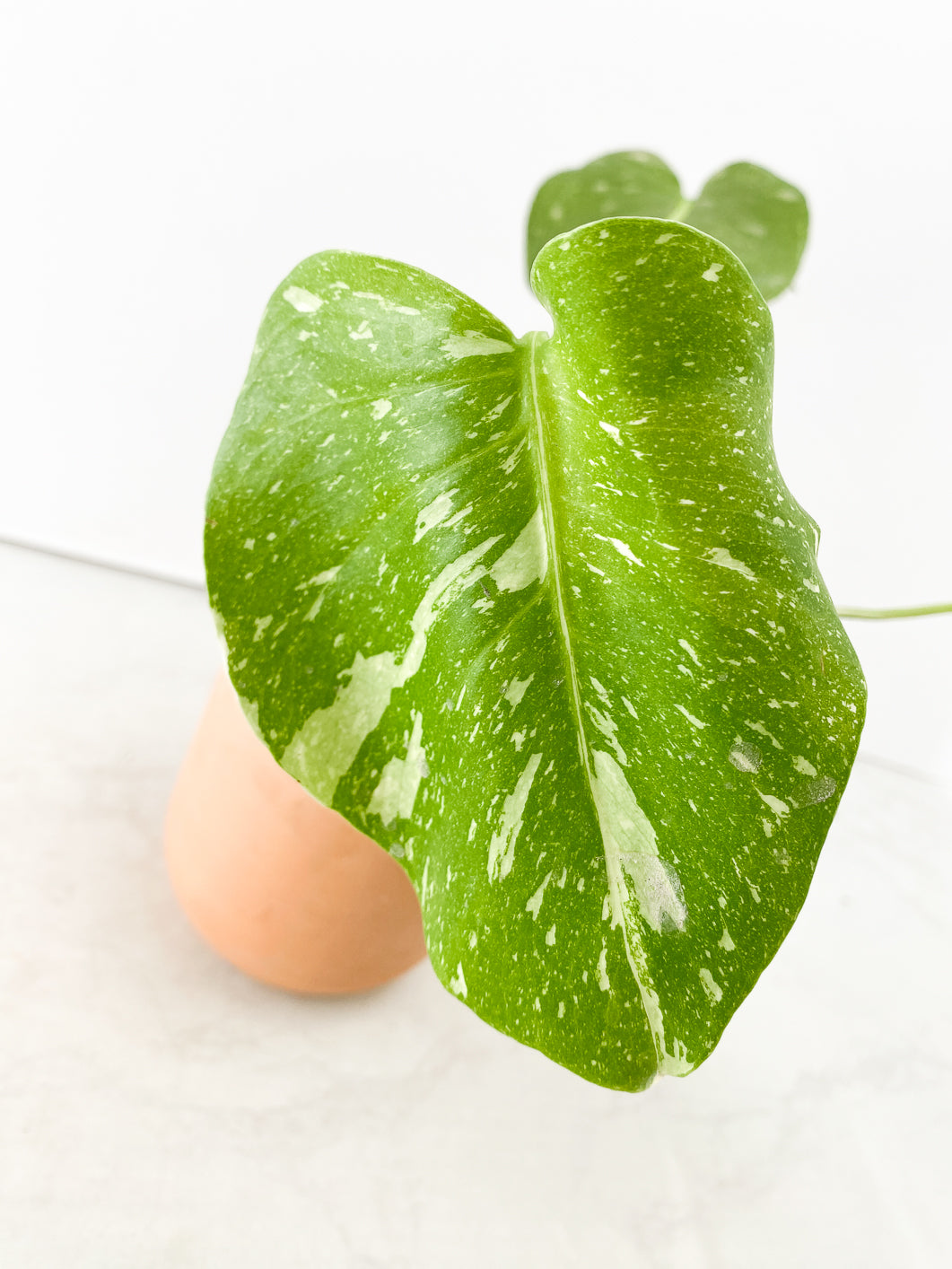 Monstera Thai Constellation Rooted