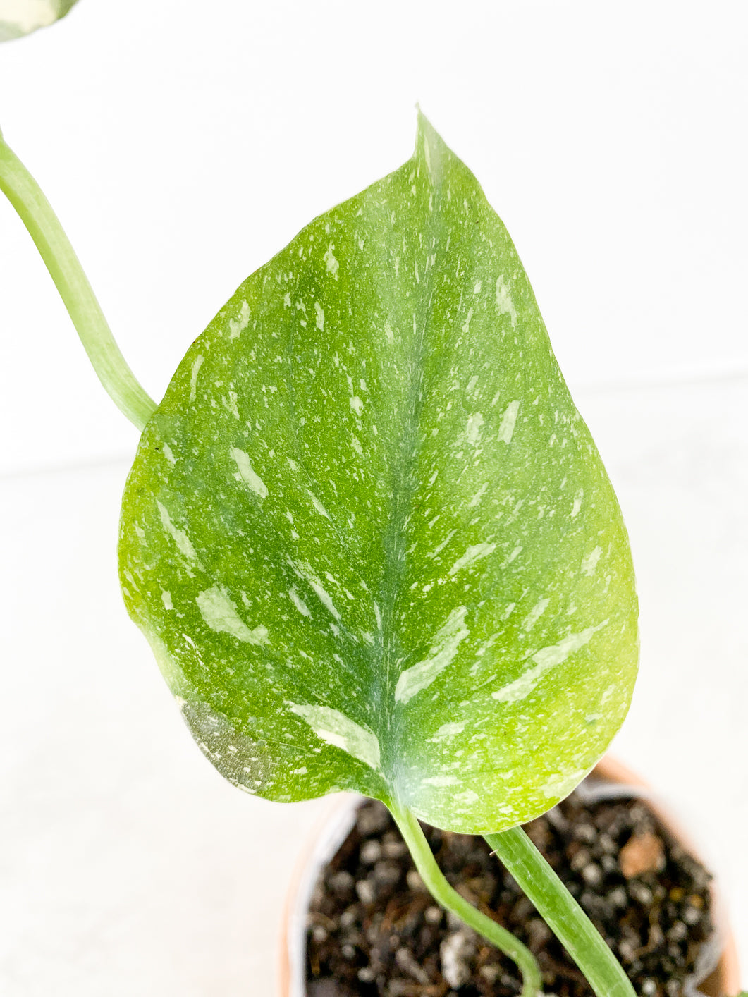 Monstera Thai Constellation Rooted
