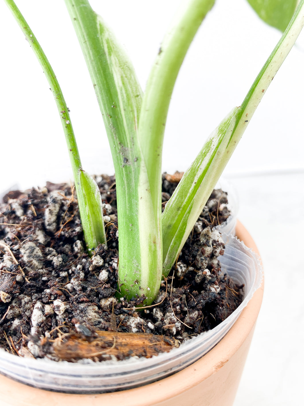 Monstera Thai Constellation Rooted
