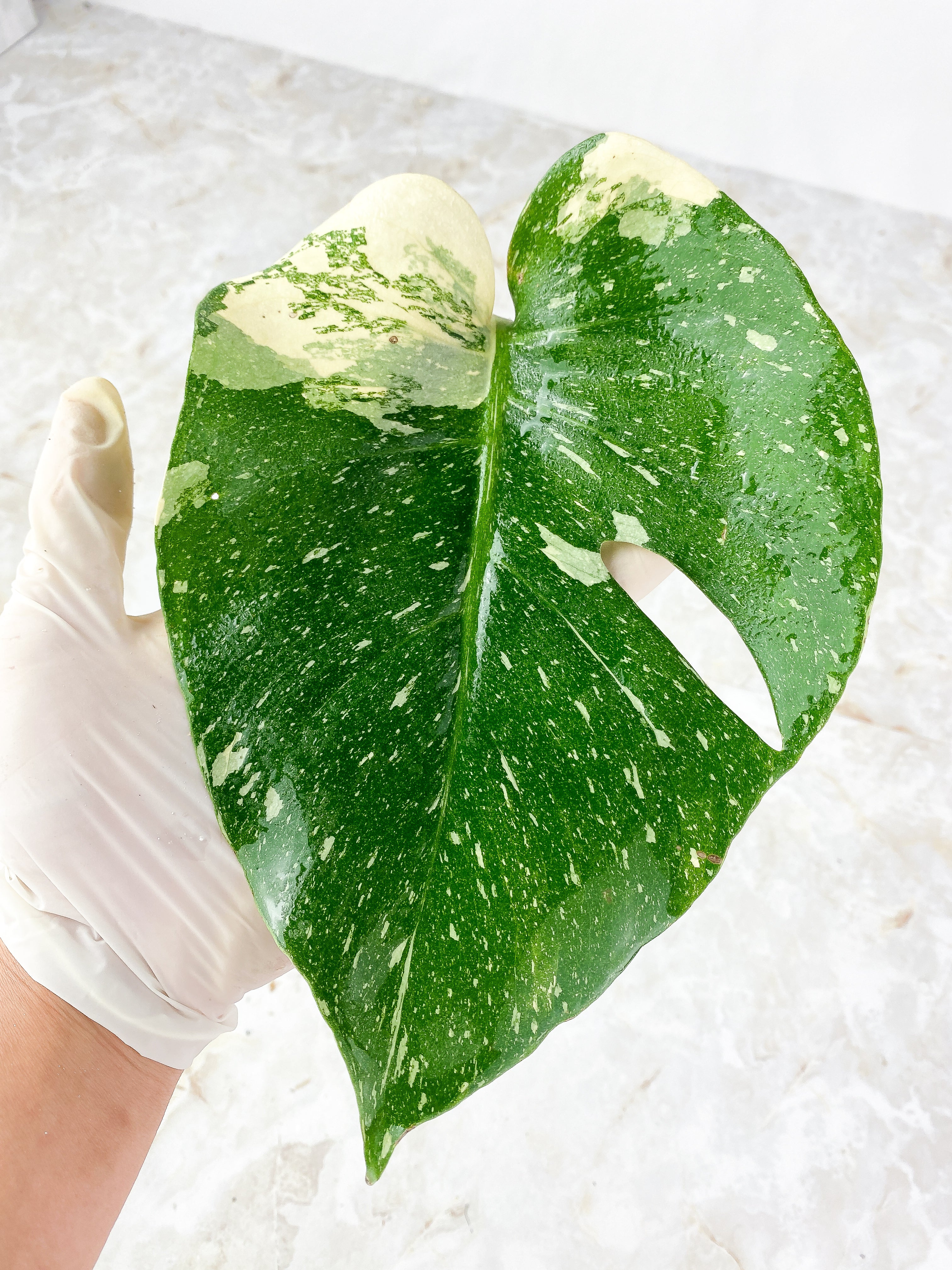 Monstera Thai Constellation rooted 1 Leaf highly Variegated