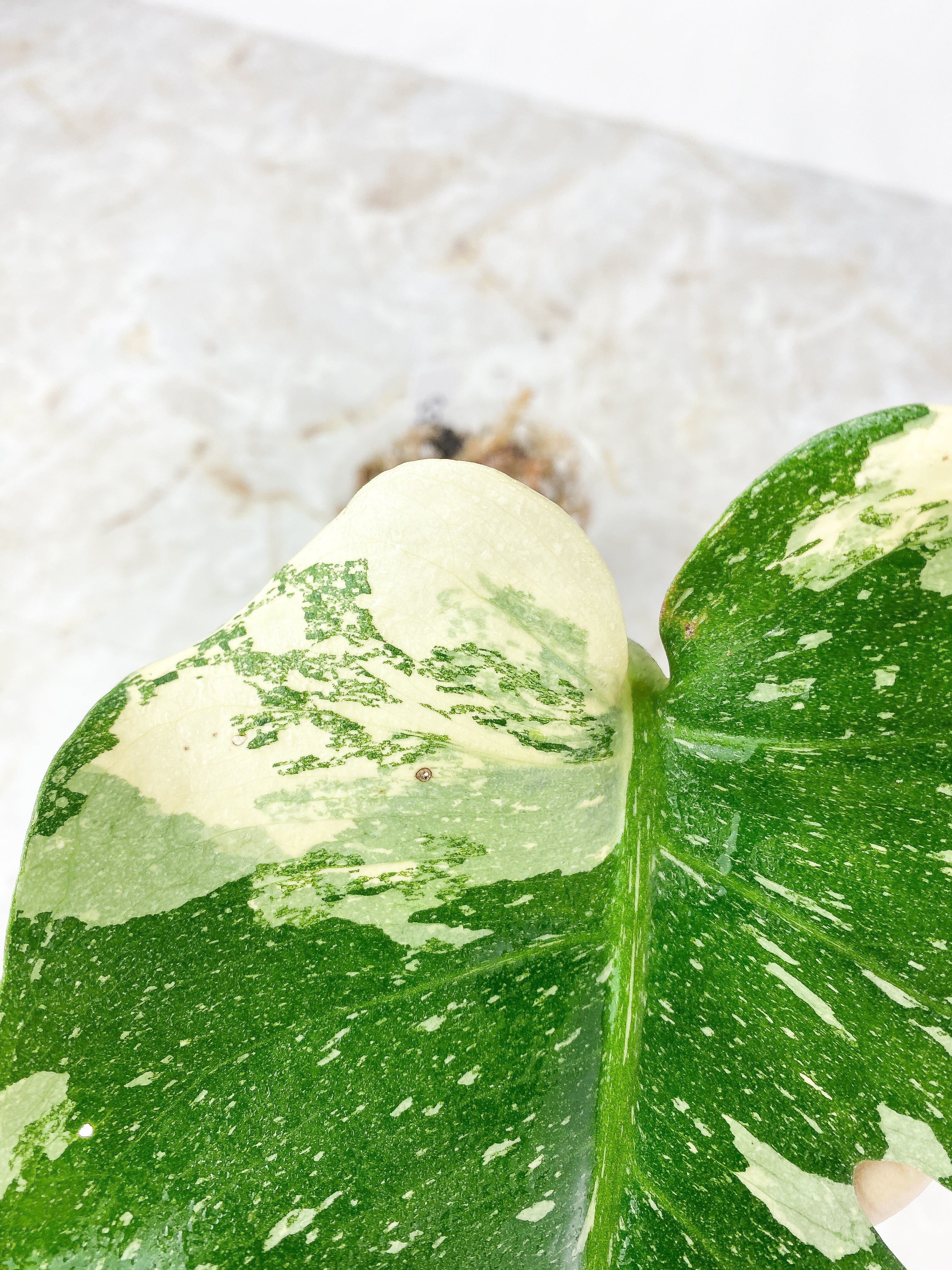 Monstera Thai Constellation rooted 1 Leaf highly Variegated