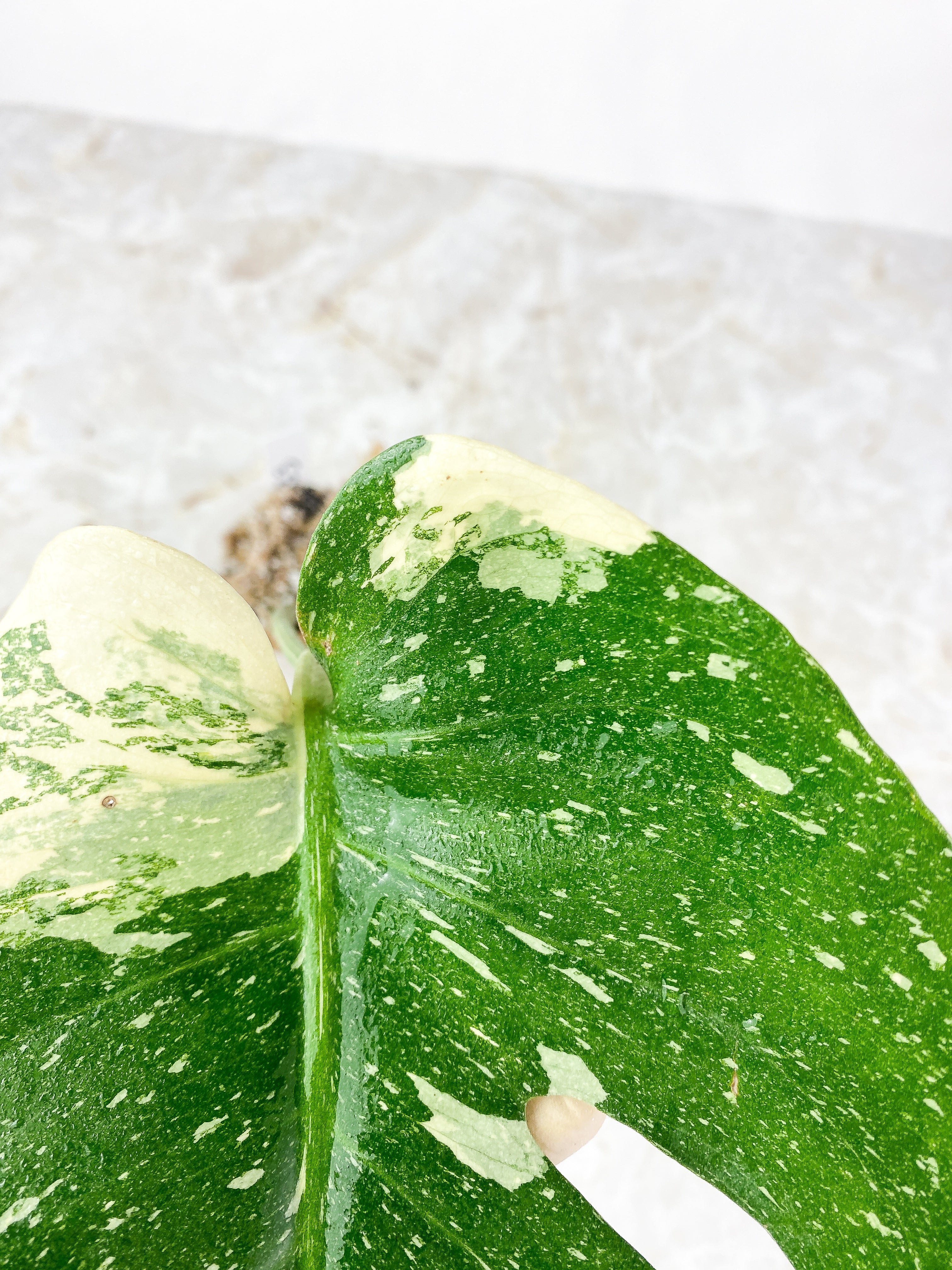 Monstera Thai Constellation rooted 1 Leaf highly Variegated