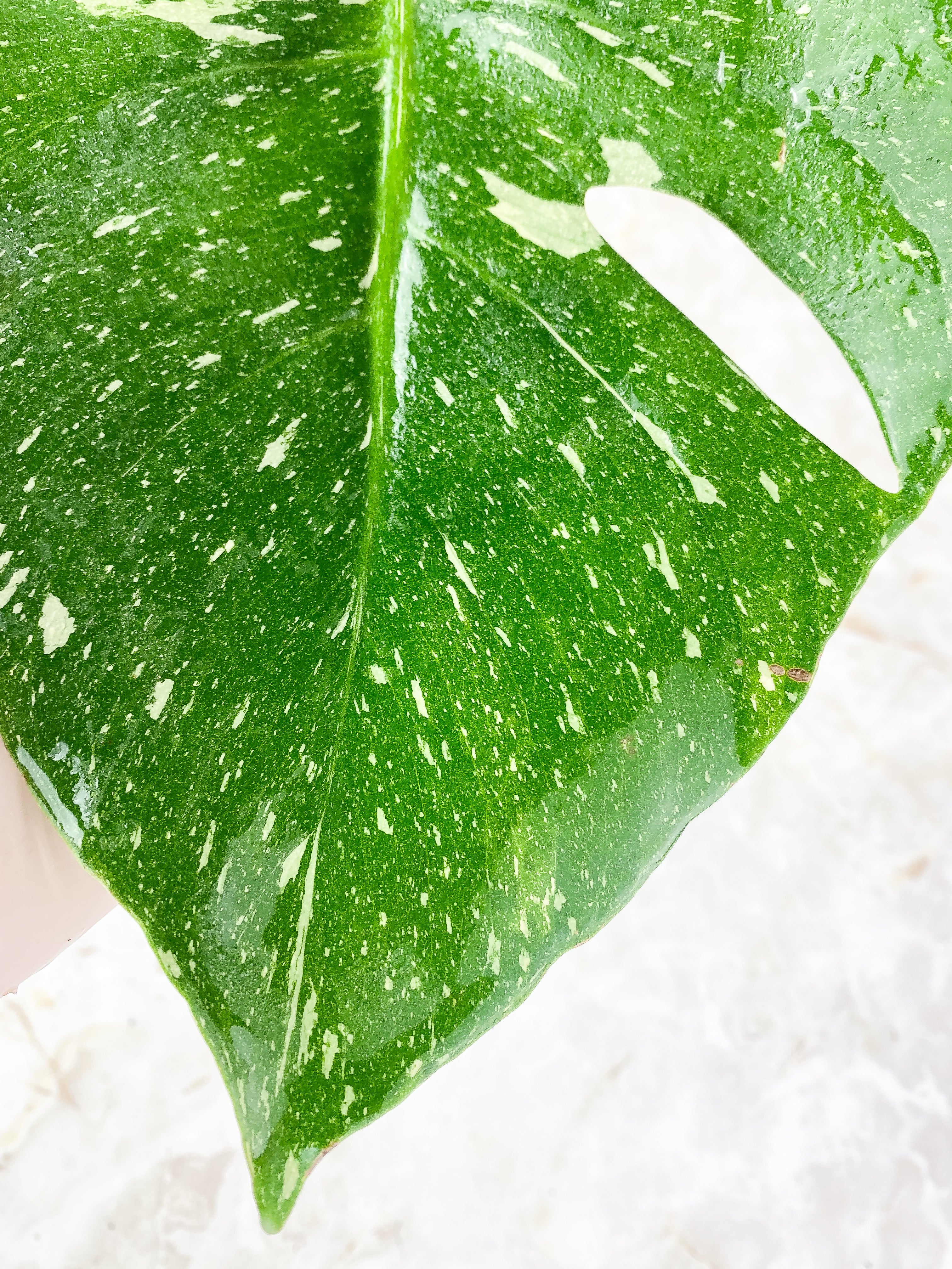 Monstera Thai Constellation rooted 1 Leaf highly Variegated