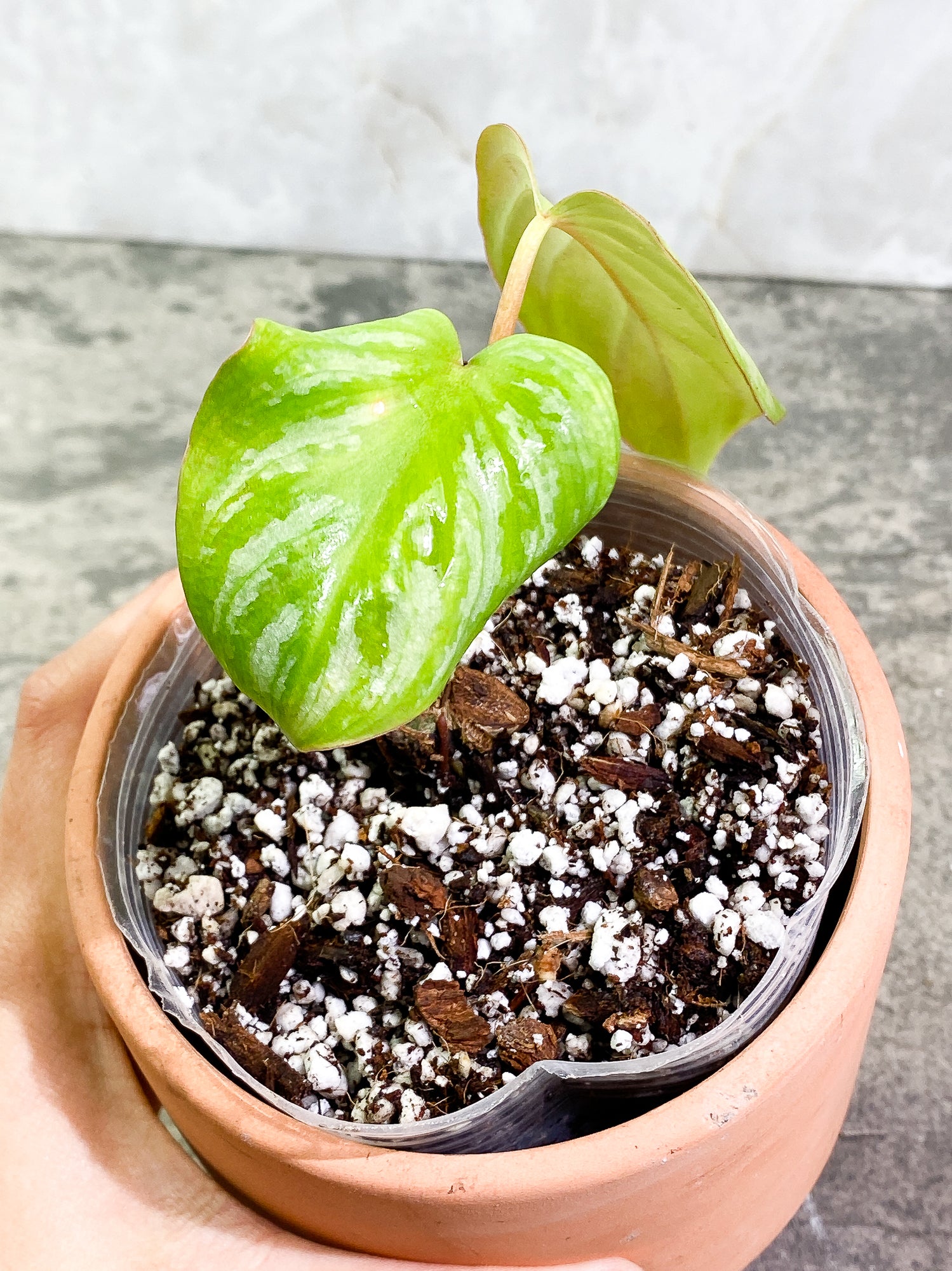 Philodendron Mamei Silver Cloud 2 leaves Rooted