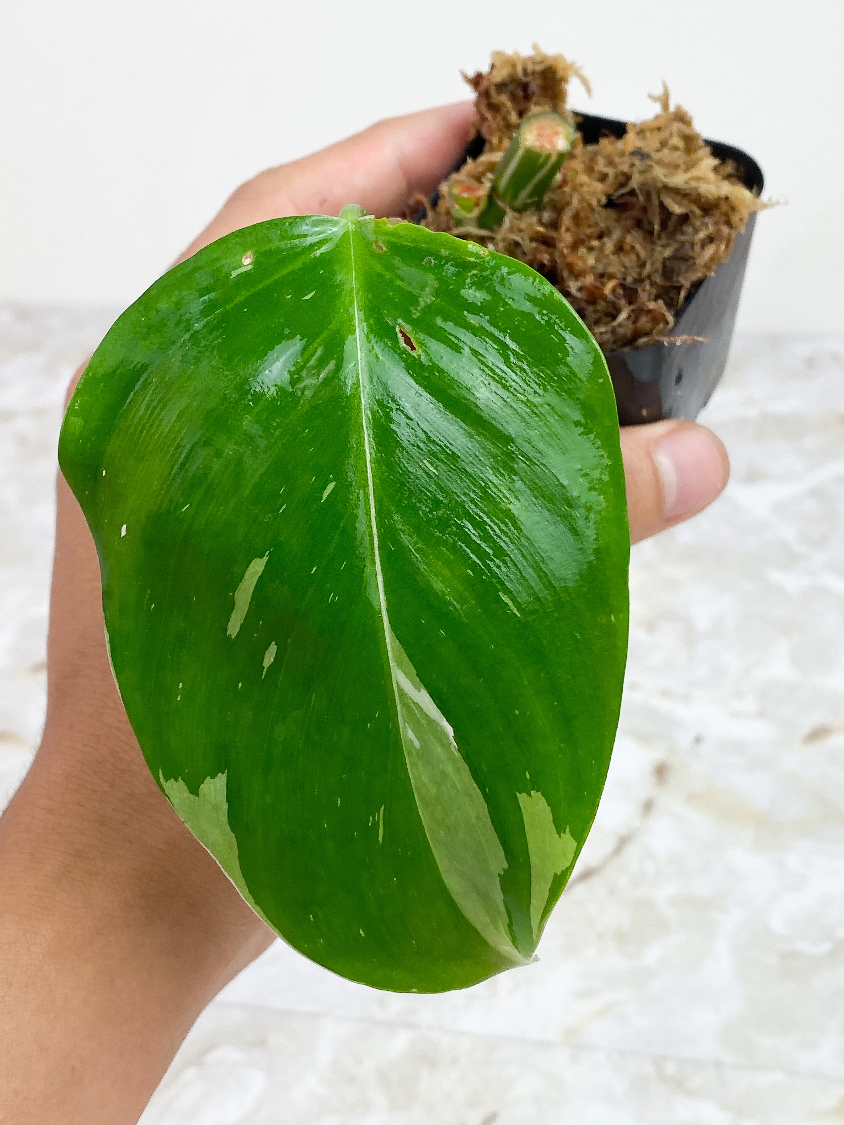 Philodendron White Princess Slightly rooted